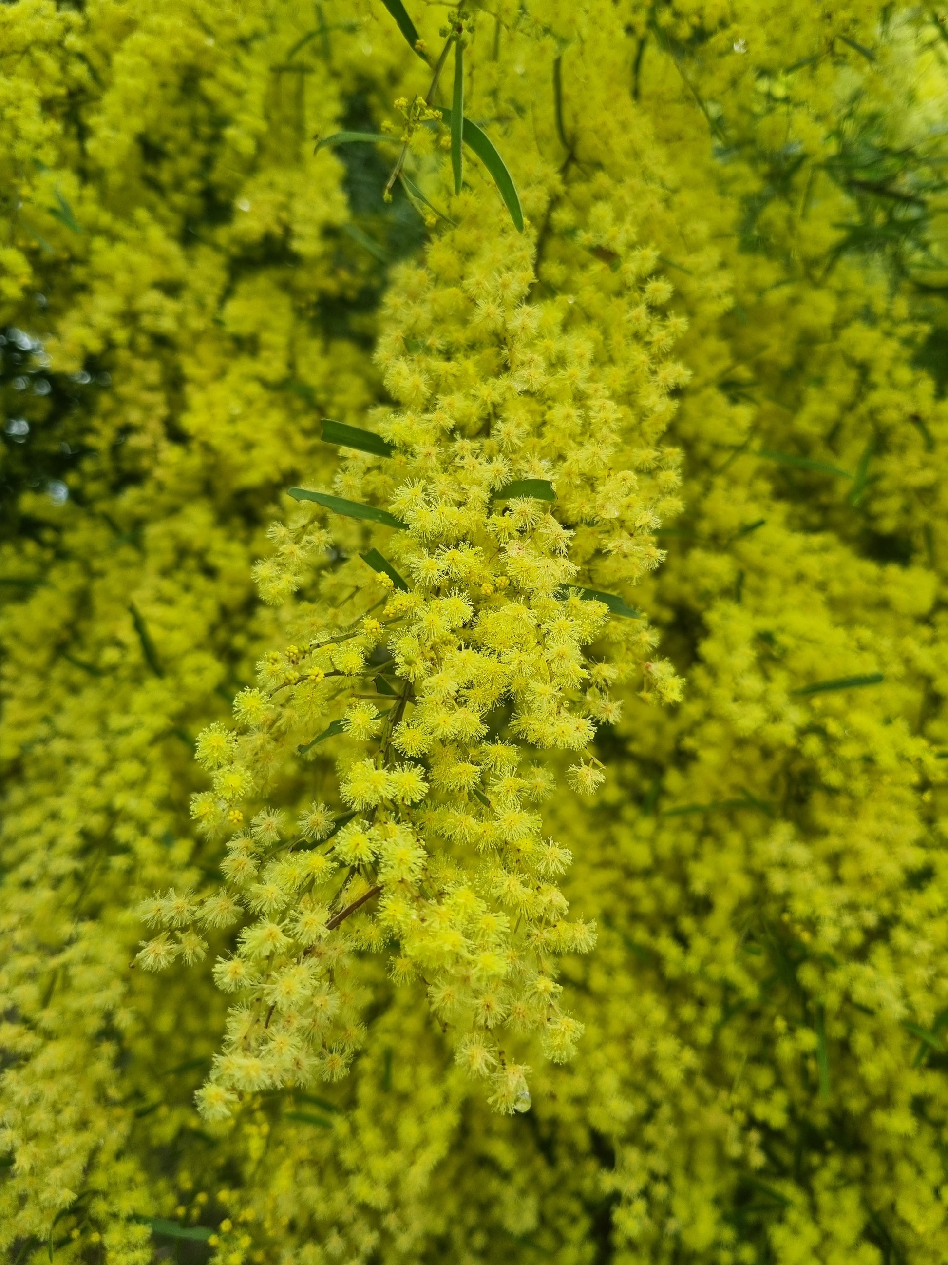 Brisbane Golden Wattle Flowers, Acacia fimbriata
