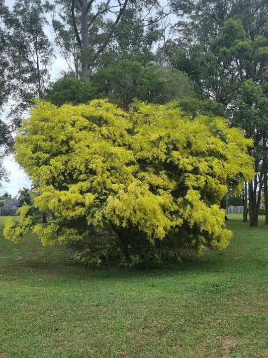 Brisbane Golden Wattle mature flowering tree Acacia fimbriata