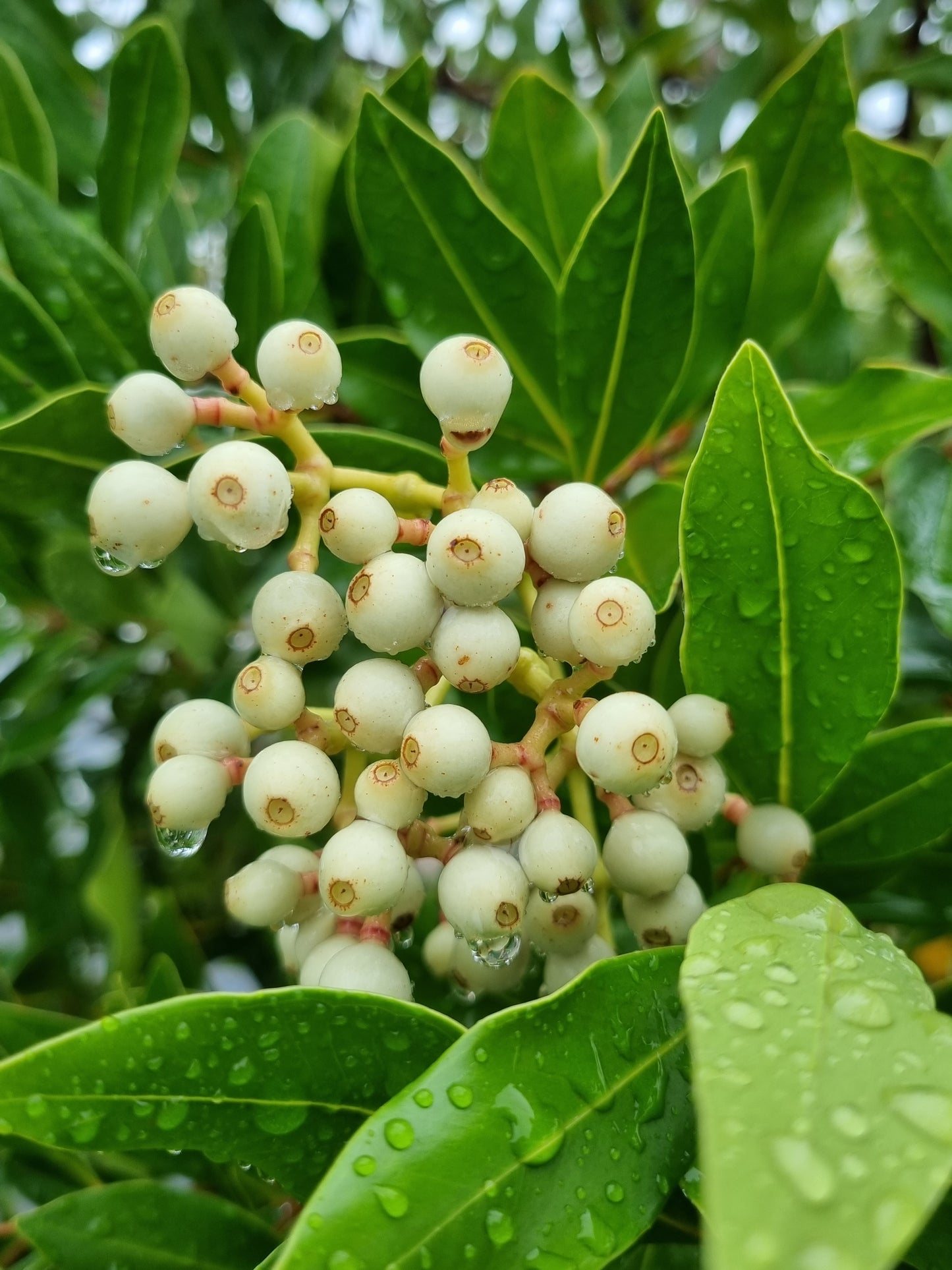 Acmena hemilamphra fruit  Broad leaved lilly pilly 2