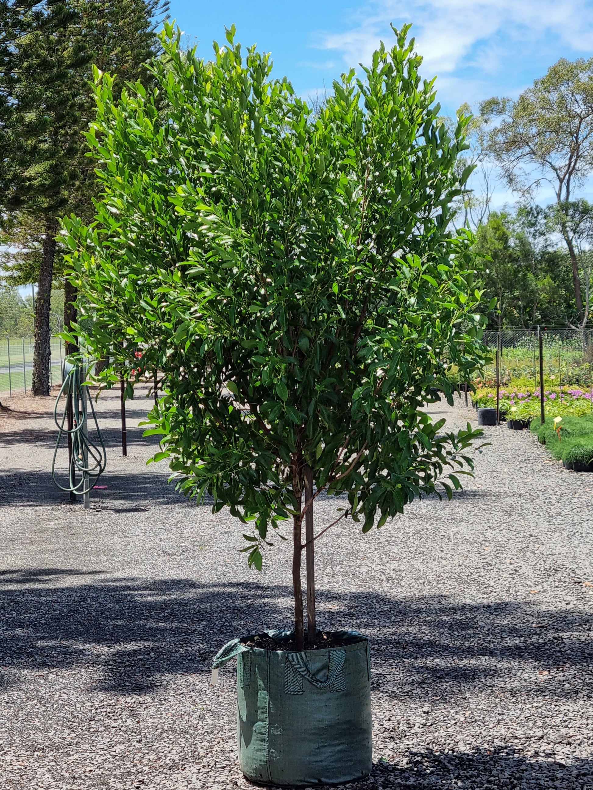 Fraser Island Apple tree in a 100L pot/bag - Acronychia imperforata tree - Brisbane - 3:4