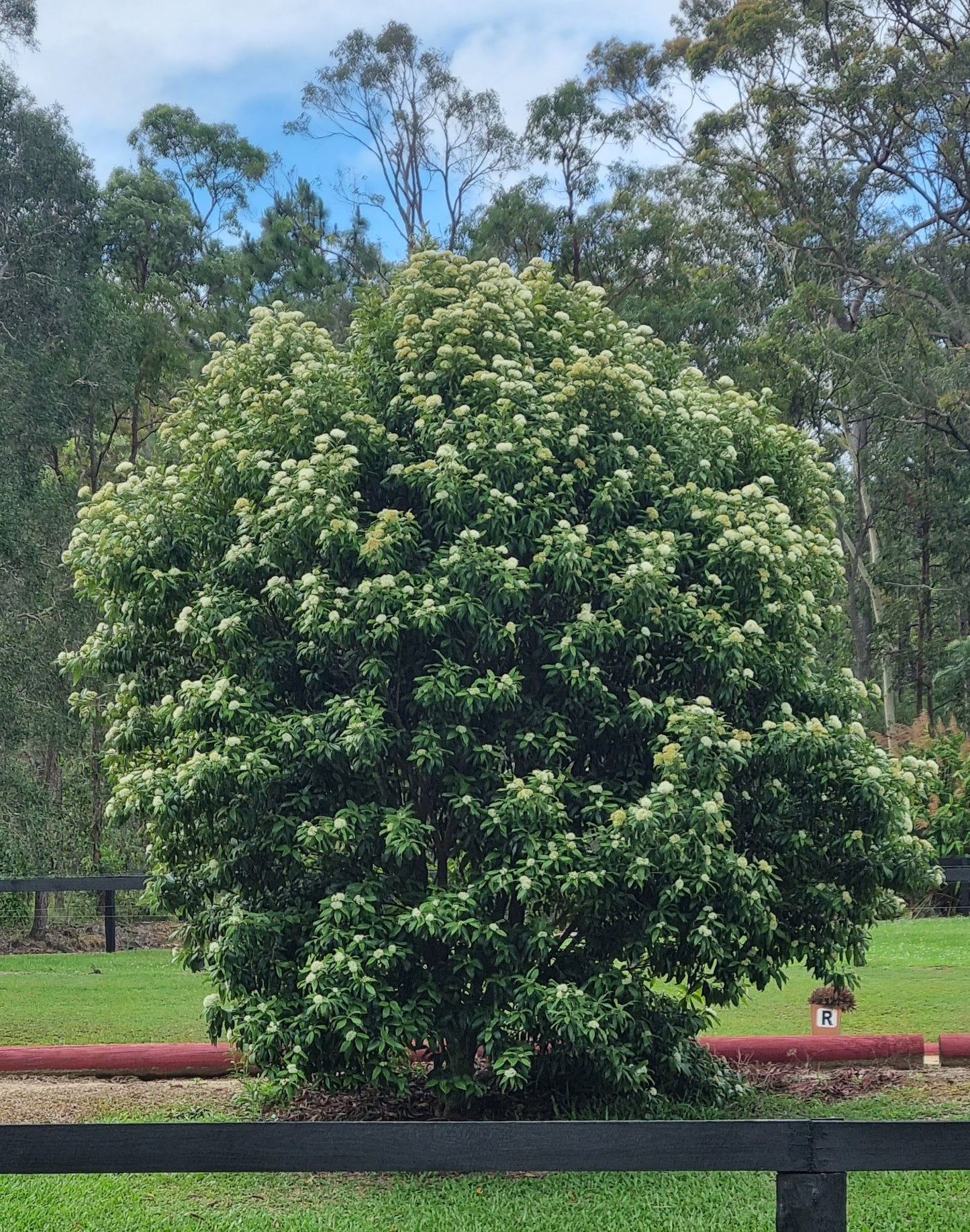 Lemon Myrtle - Backhousia citriodora