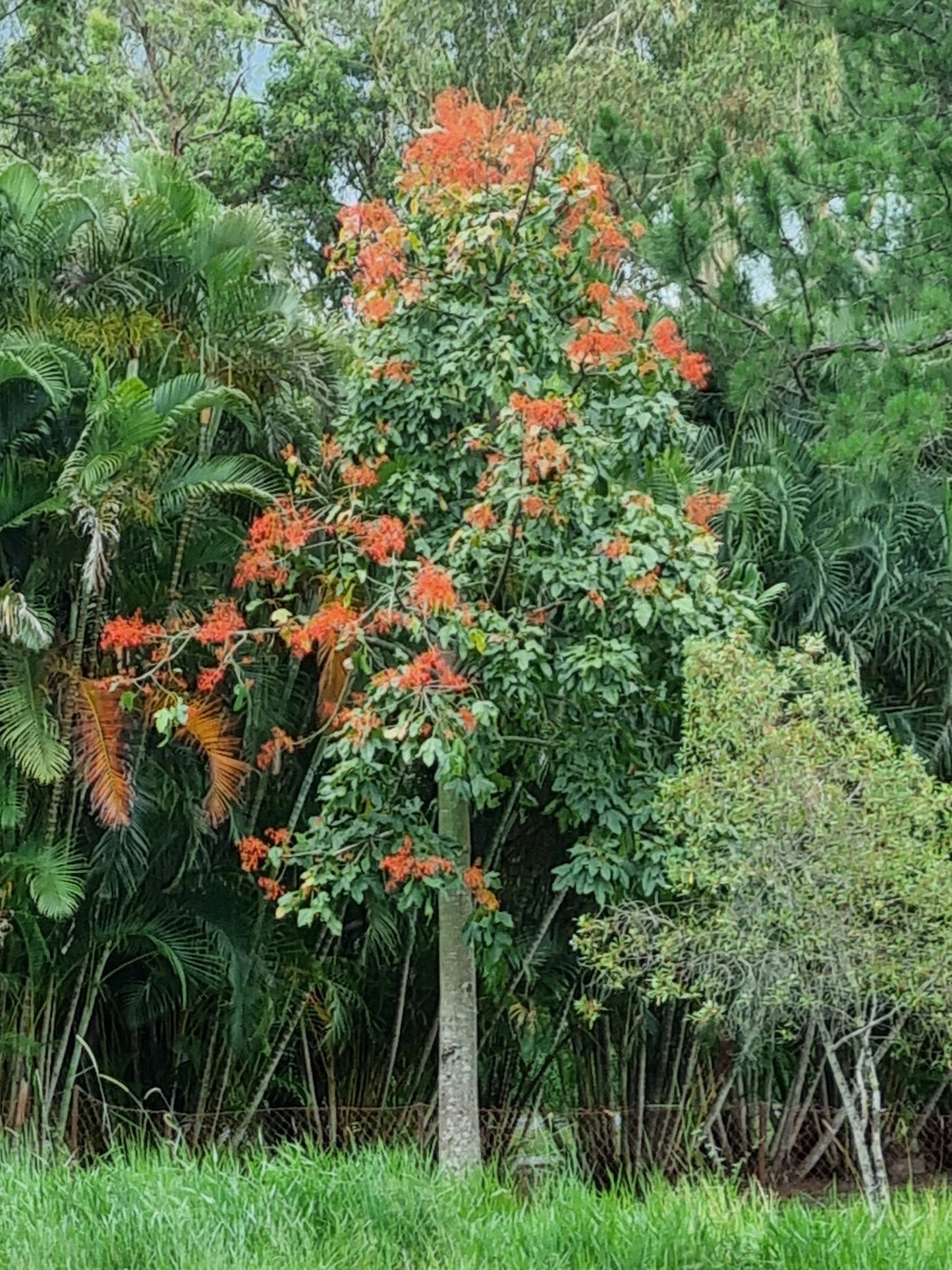 Illawarra Flame Tree - Brachychiton acerifolius