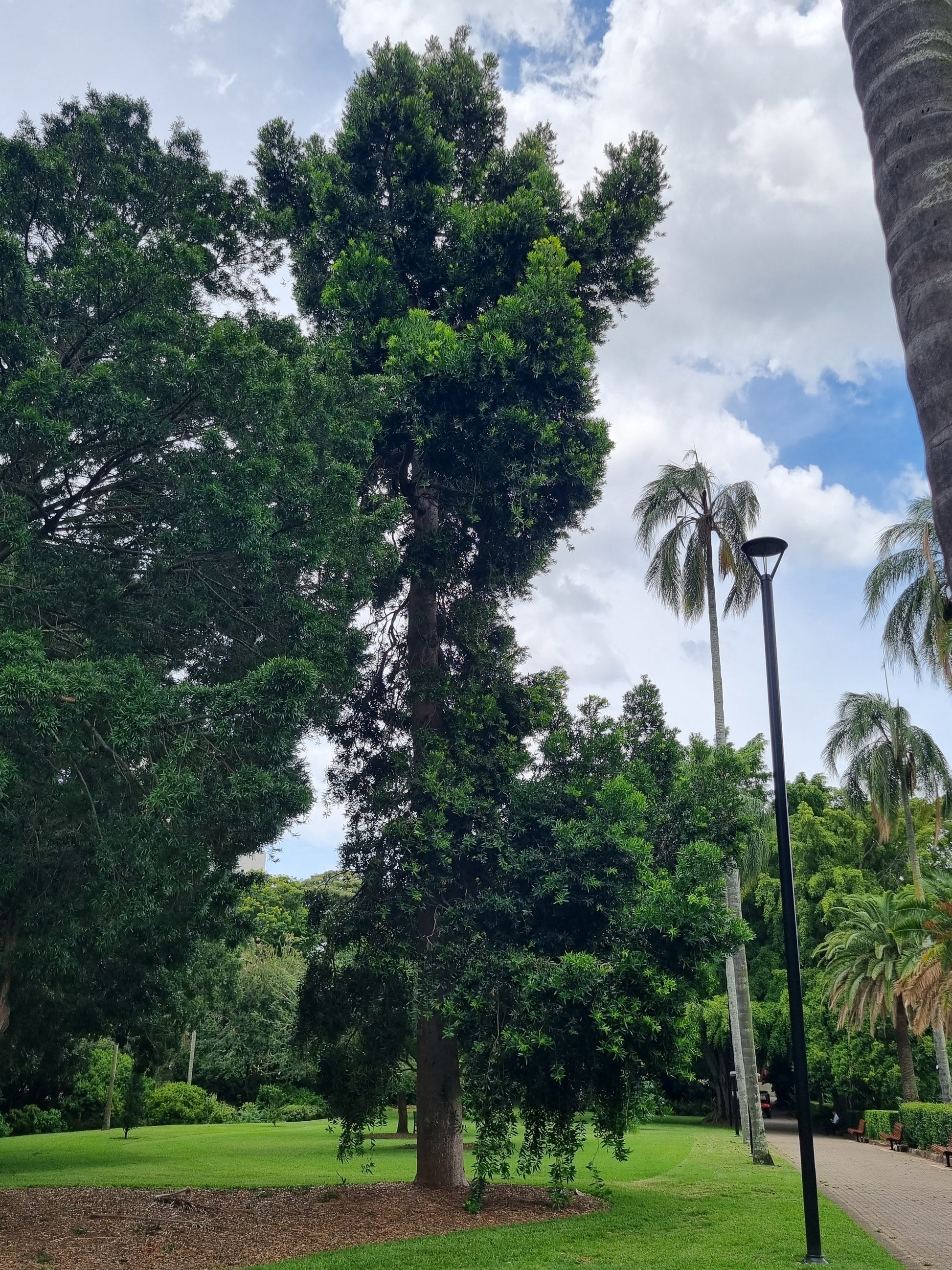 Kauri Pine - Agathis robusta - Delivertree