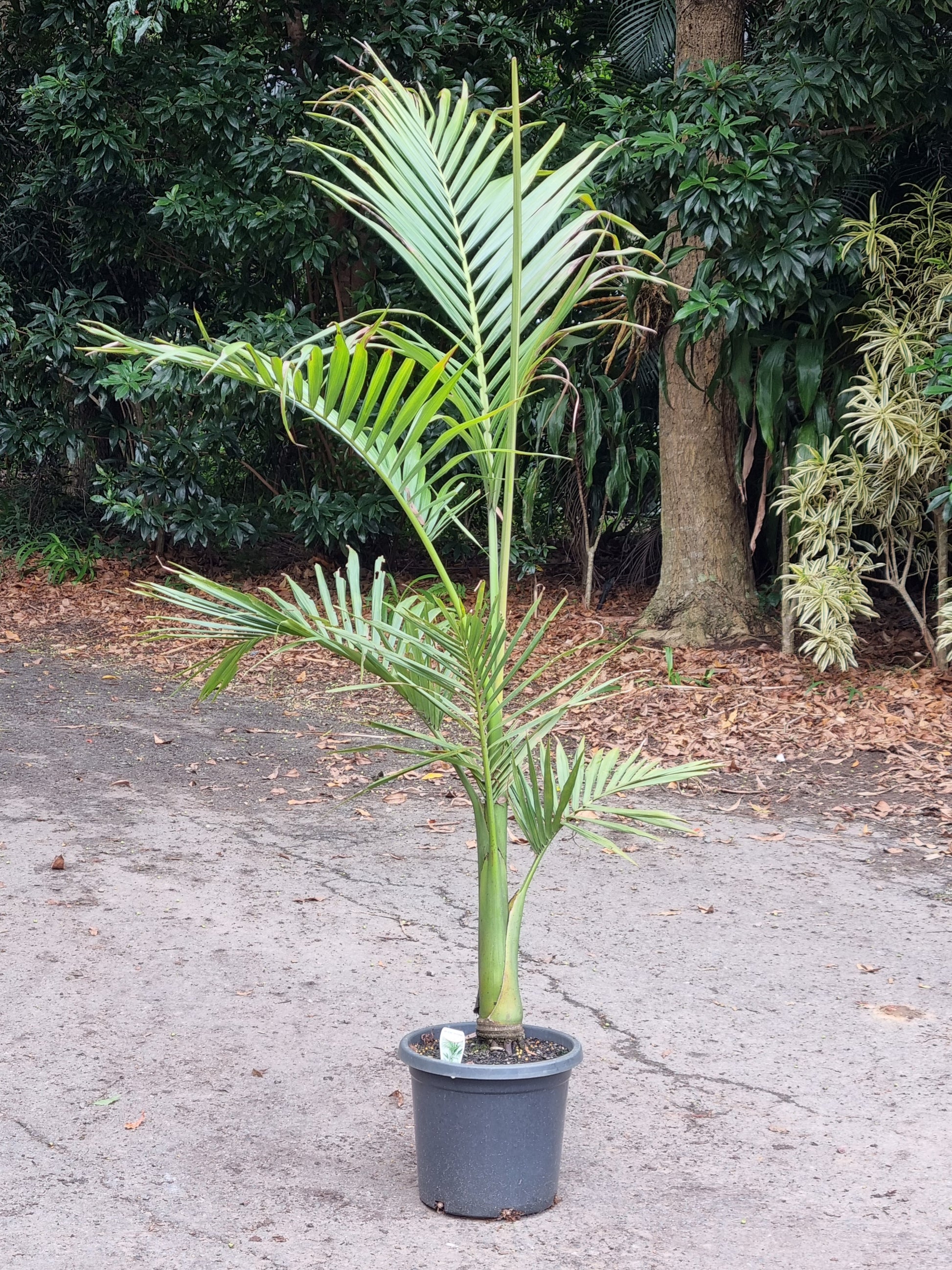 king palm plant Alexander Palm
