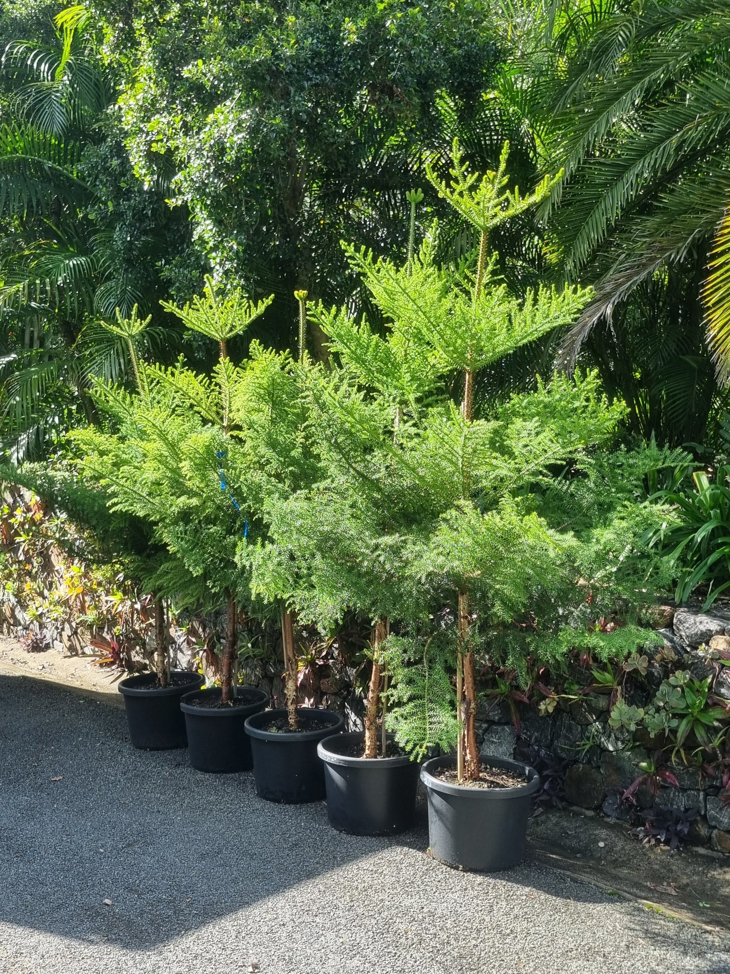 Row of hoop pine trees in a garden setting with greenery in the background