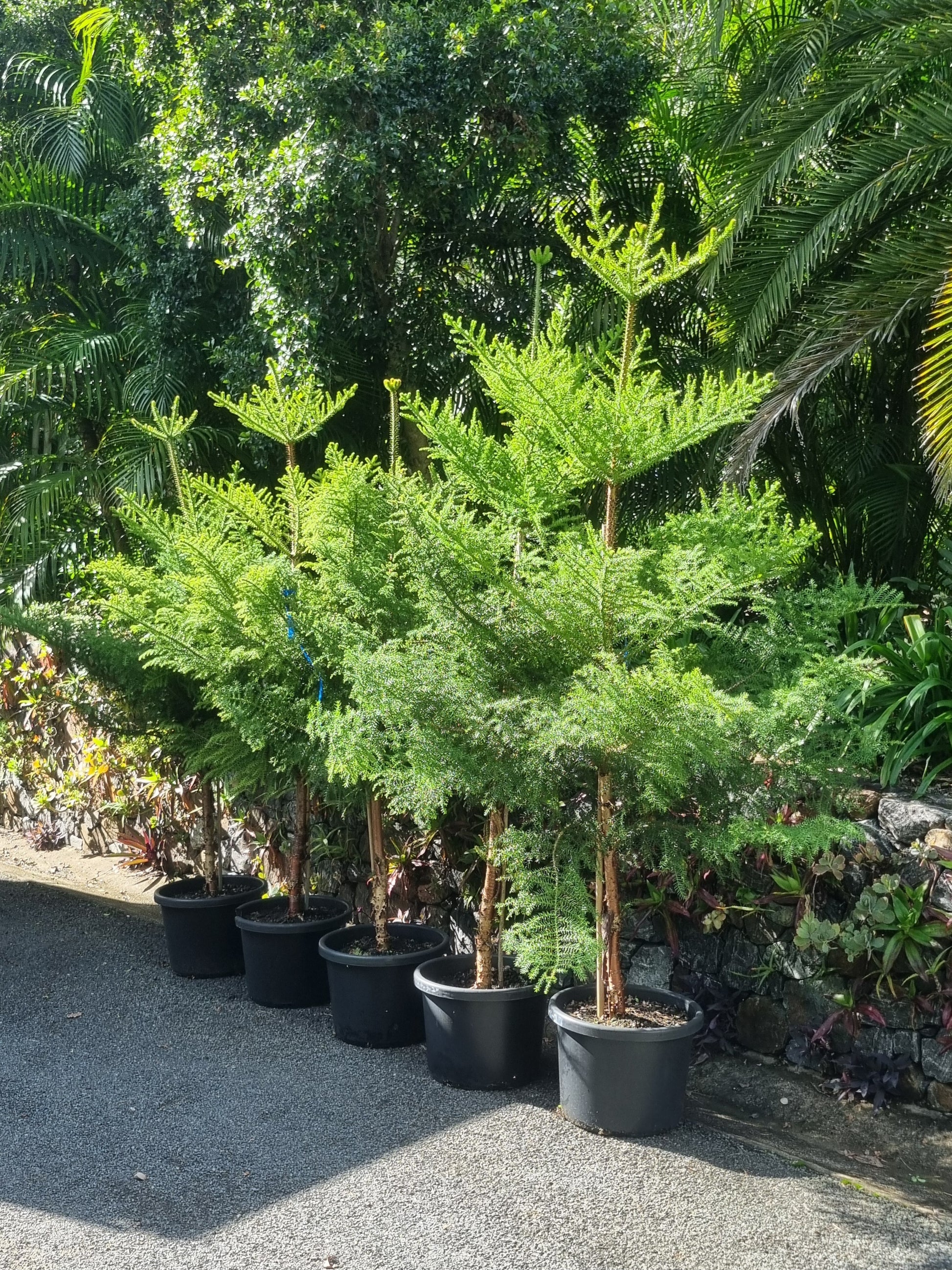 Row of hoop pine trees in a garden setting with greenery in the background