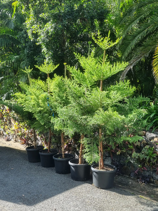 Row of hoop pine trees in a garden setting with greenery in the background