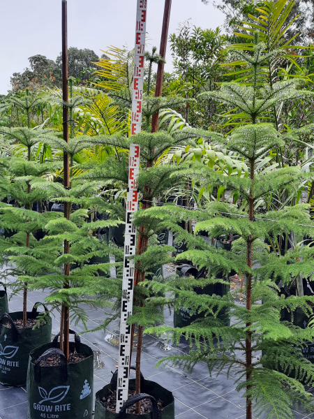 Norfolk Island Pine - Araucaria heterophylla - Delivertree