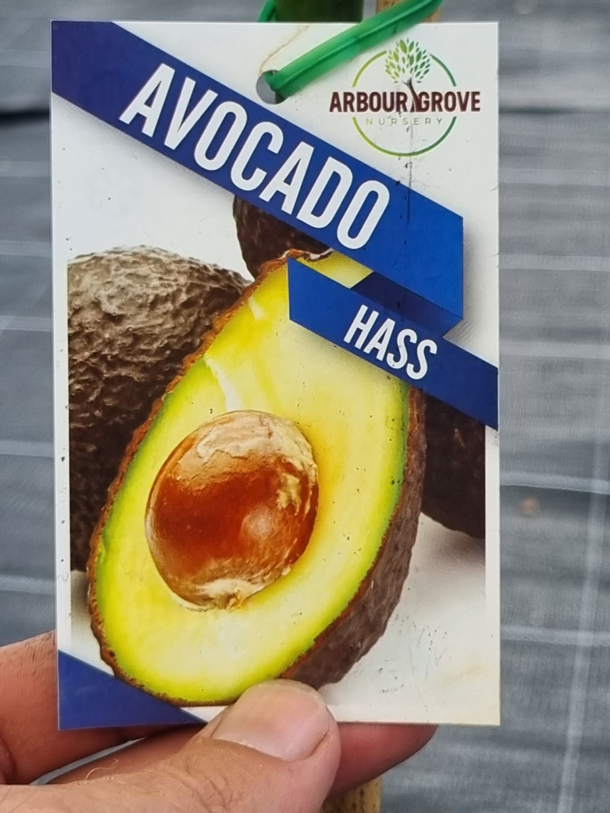 Avocado hass heavy cropper and deliciously creamy fruit
