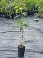 Grafted avocado hass tree, delicious avocado, ideal for salads or spread