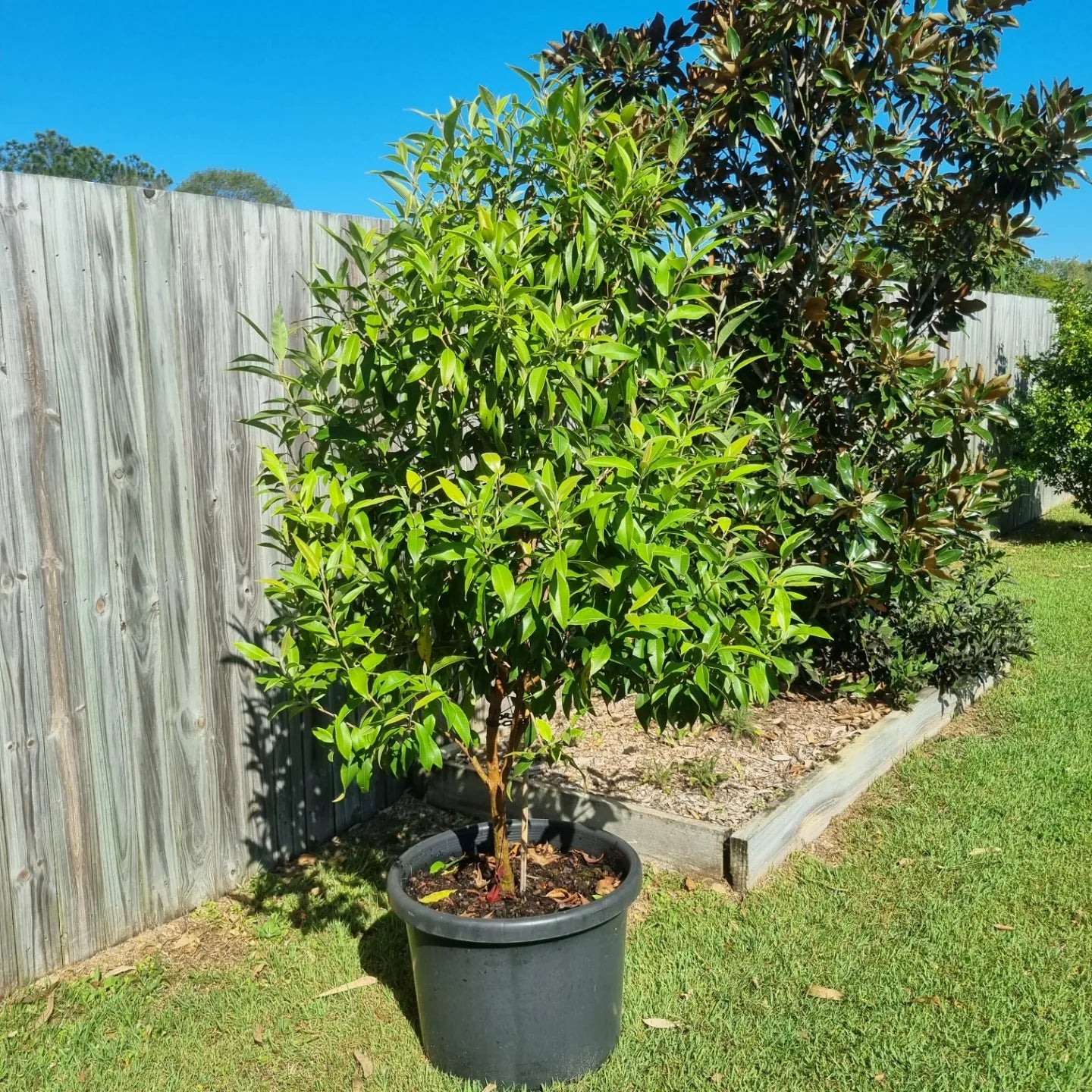 Lemon Myrtle - Backhousia citriodora