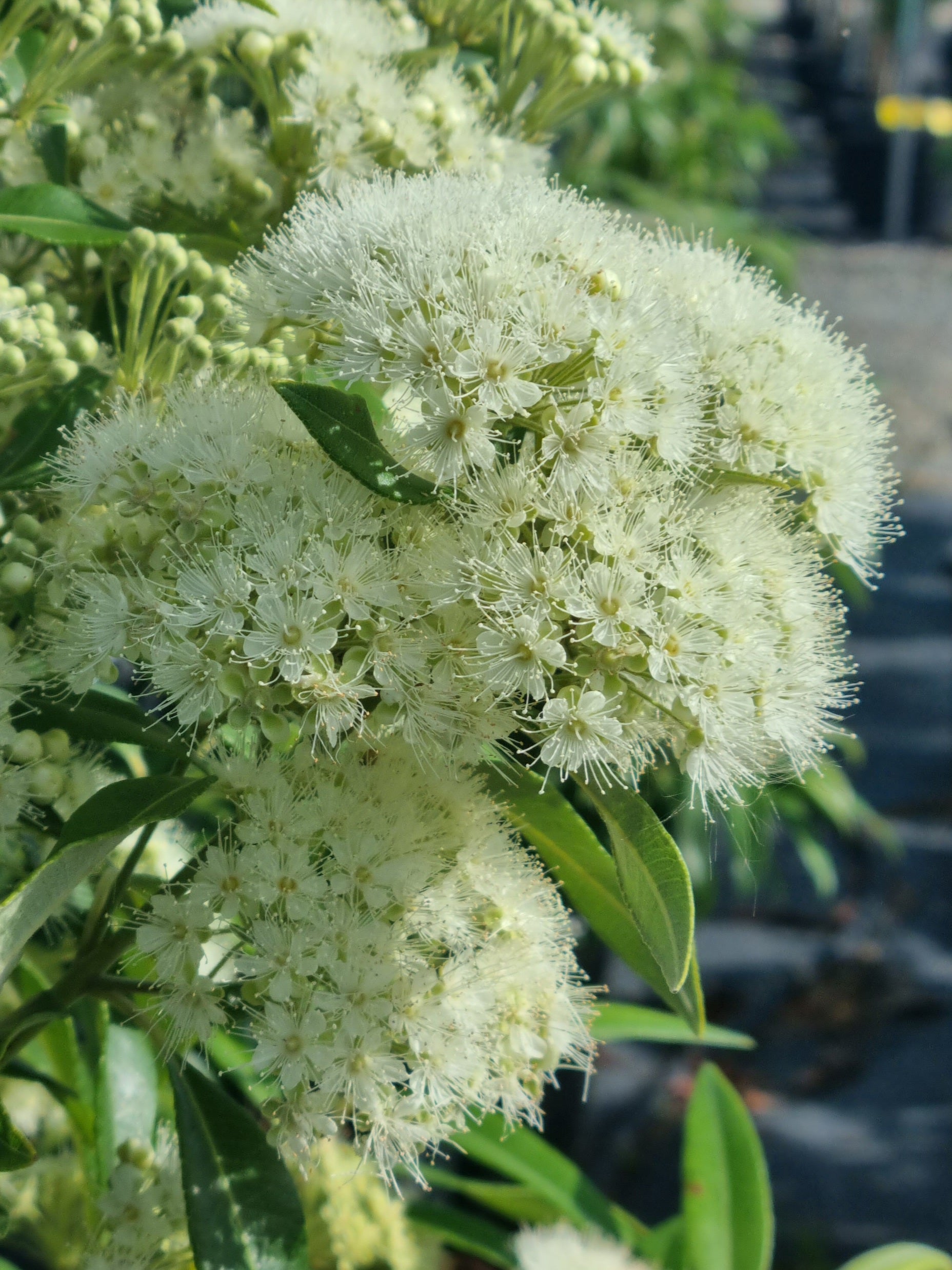 Lemon Myrtle - Backhousia citriodora - Delivertree