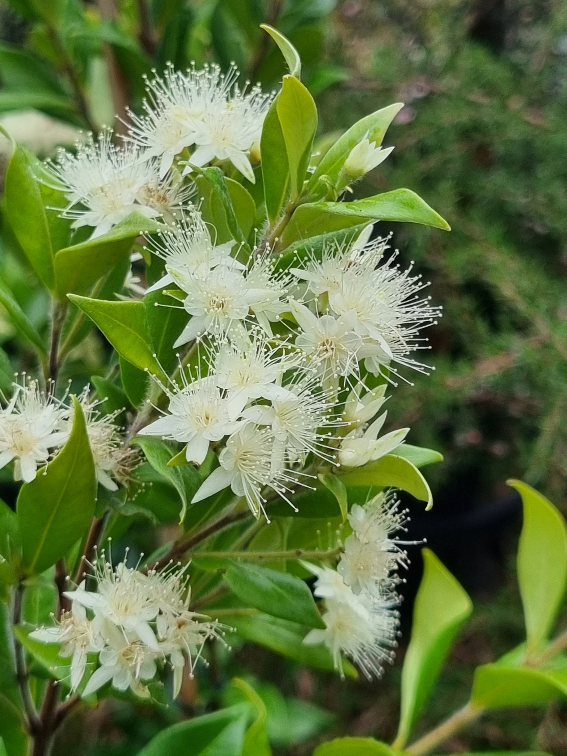 cinnamon myrtle plant Cinnamon Myrtle