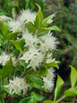 Cinnamon Myrtle flowers in bloom Backhousia myrtifolia 