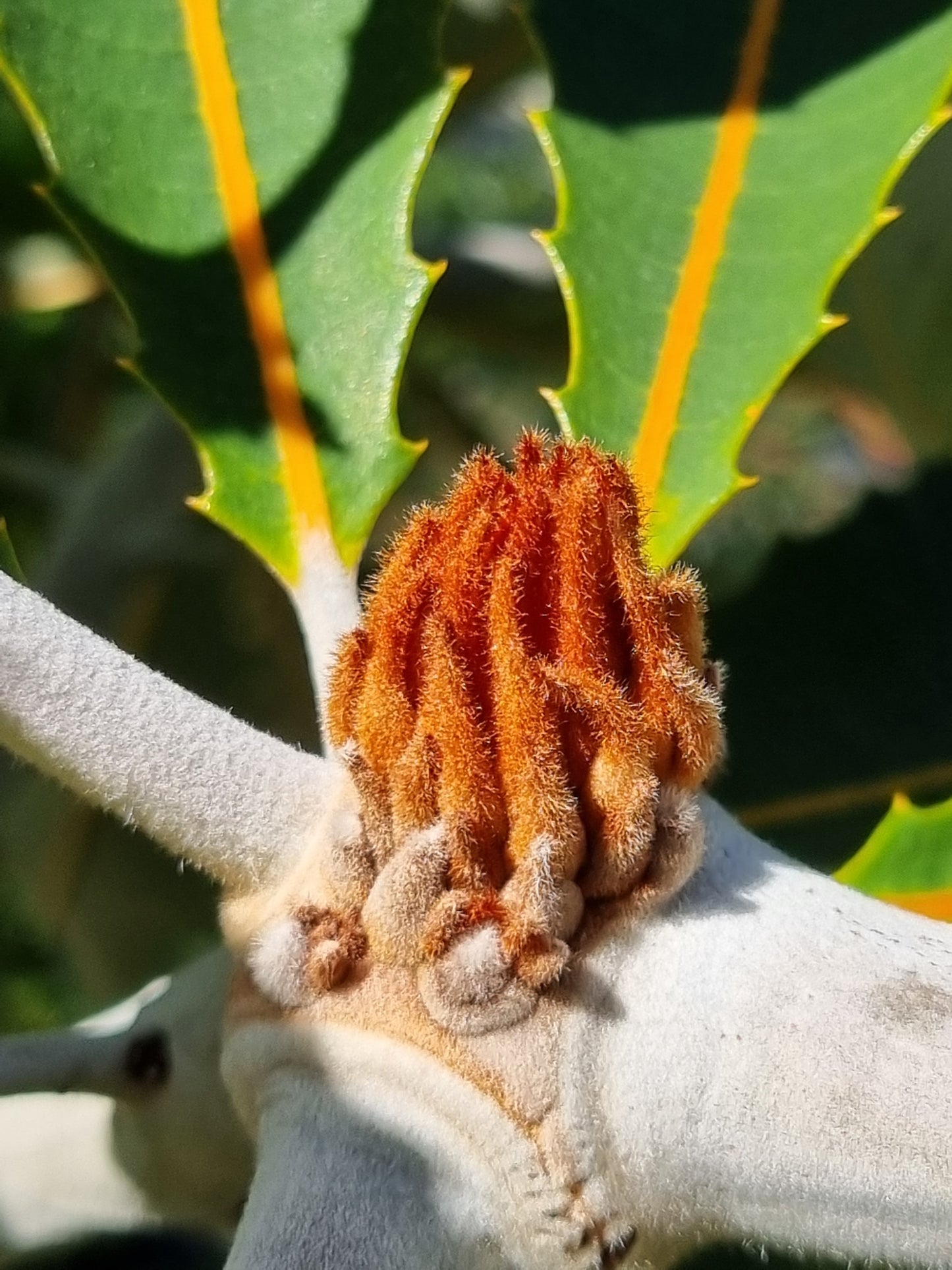 Swamp Banksia - Banksia robur