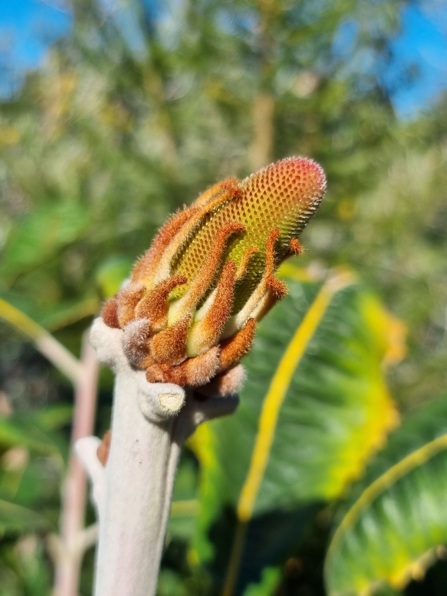 Swamp Banksia - Banksia robur