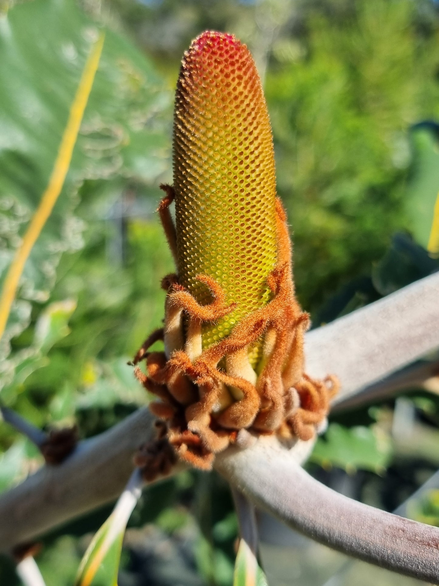 Swamp Banksia - Banksia robur