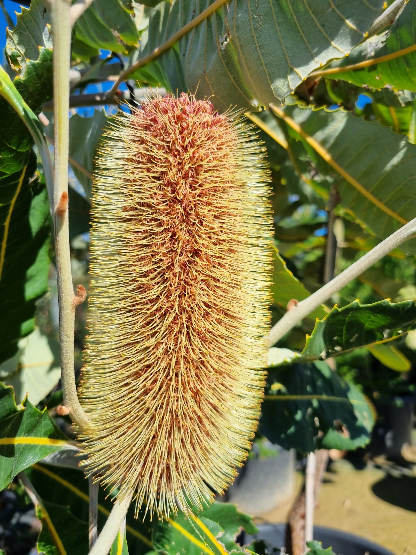 Swamp Banksia - Banksia robur