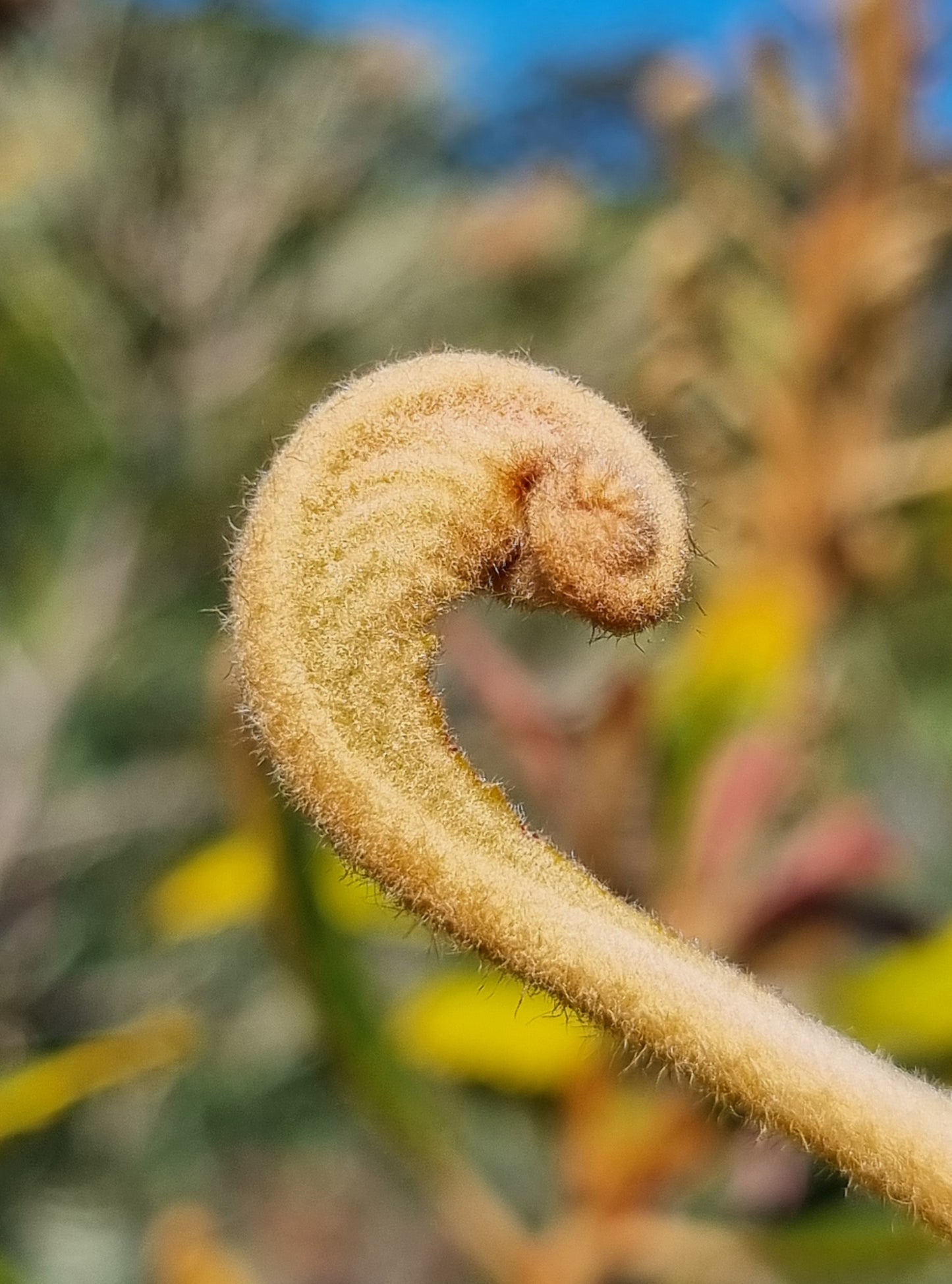 Swamp Banksia - Banksia robur