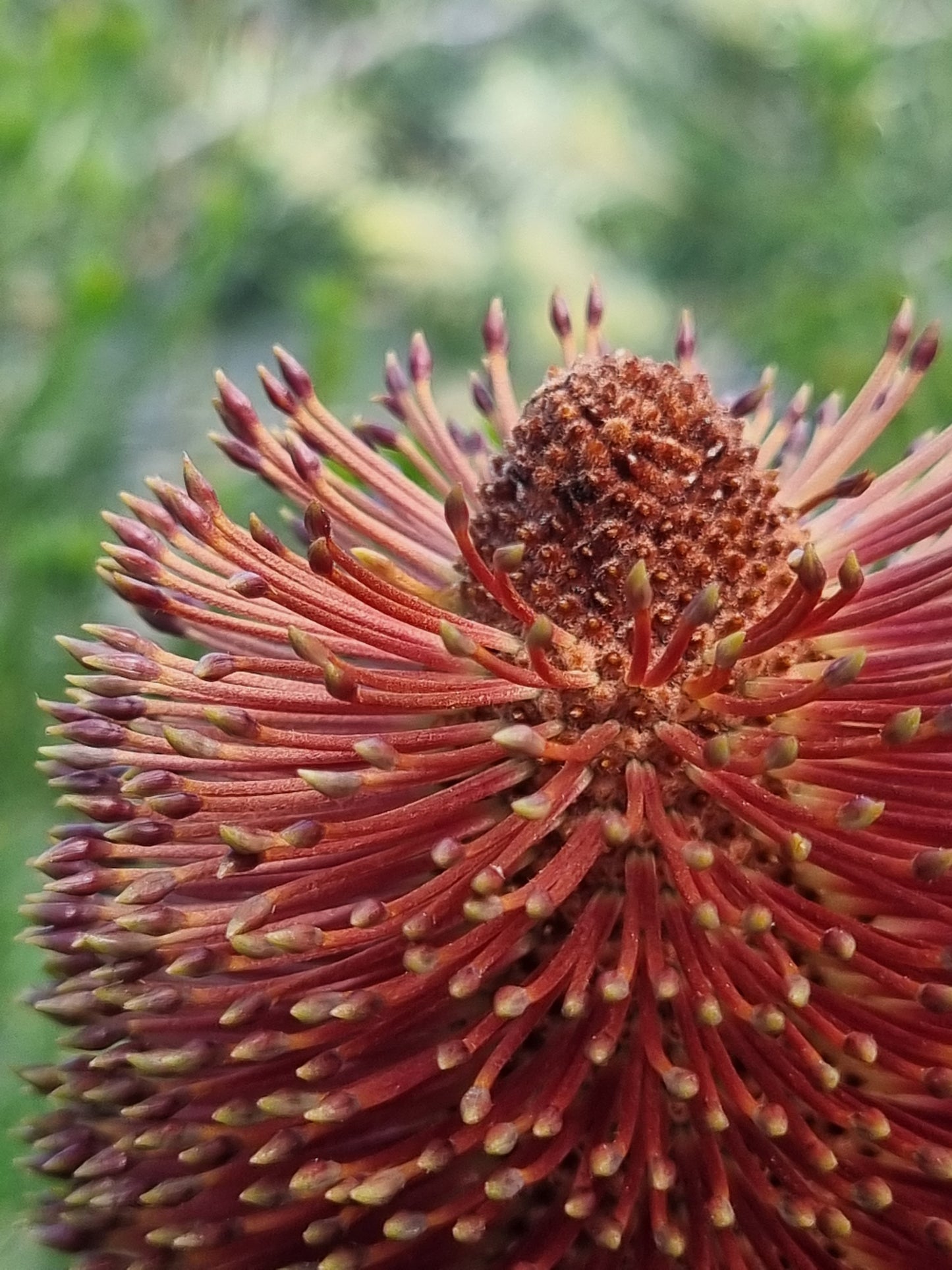 Swamp Banksia - Banksia robur