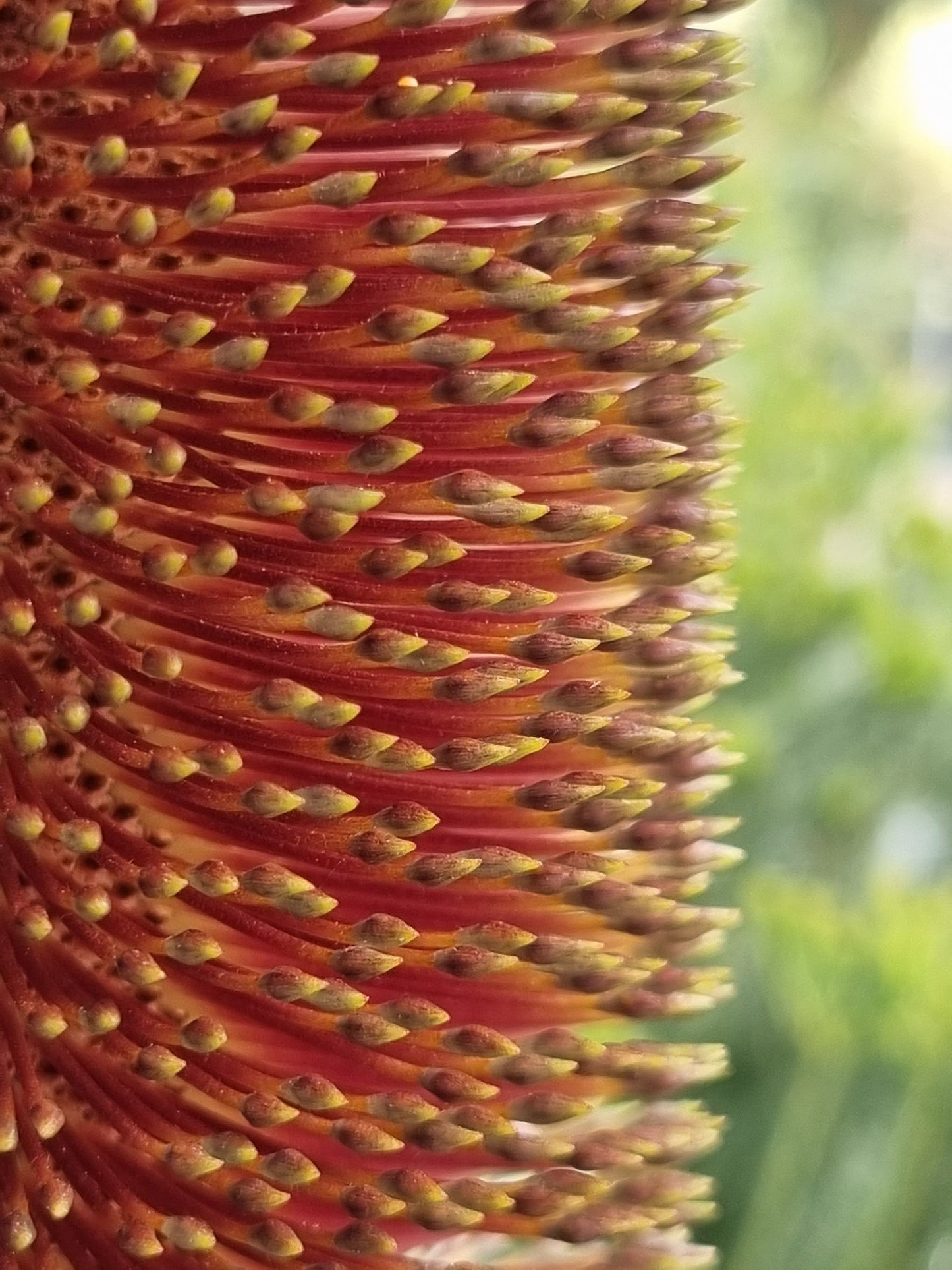 Swamp Banksia - Banksia robur