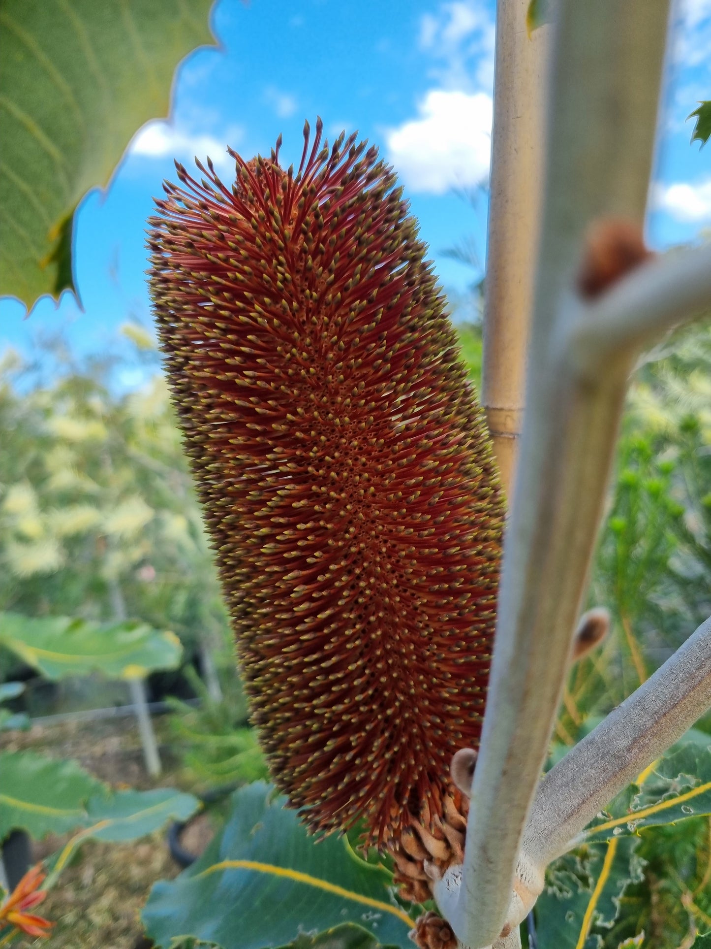 Swamp Banksia - Banksia robur