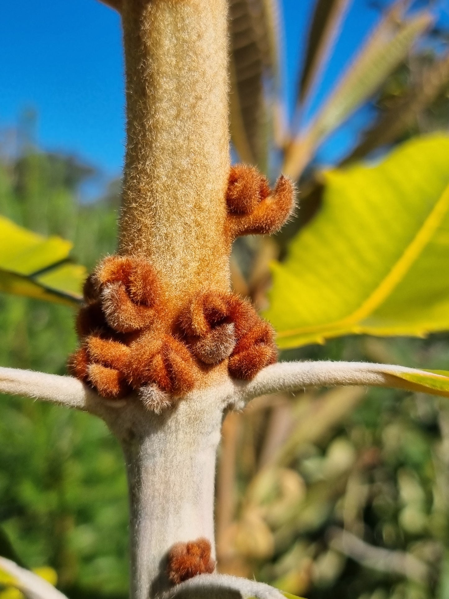 Swamp Banksia - Banksia robur