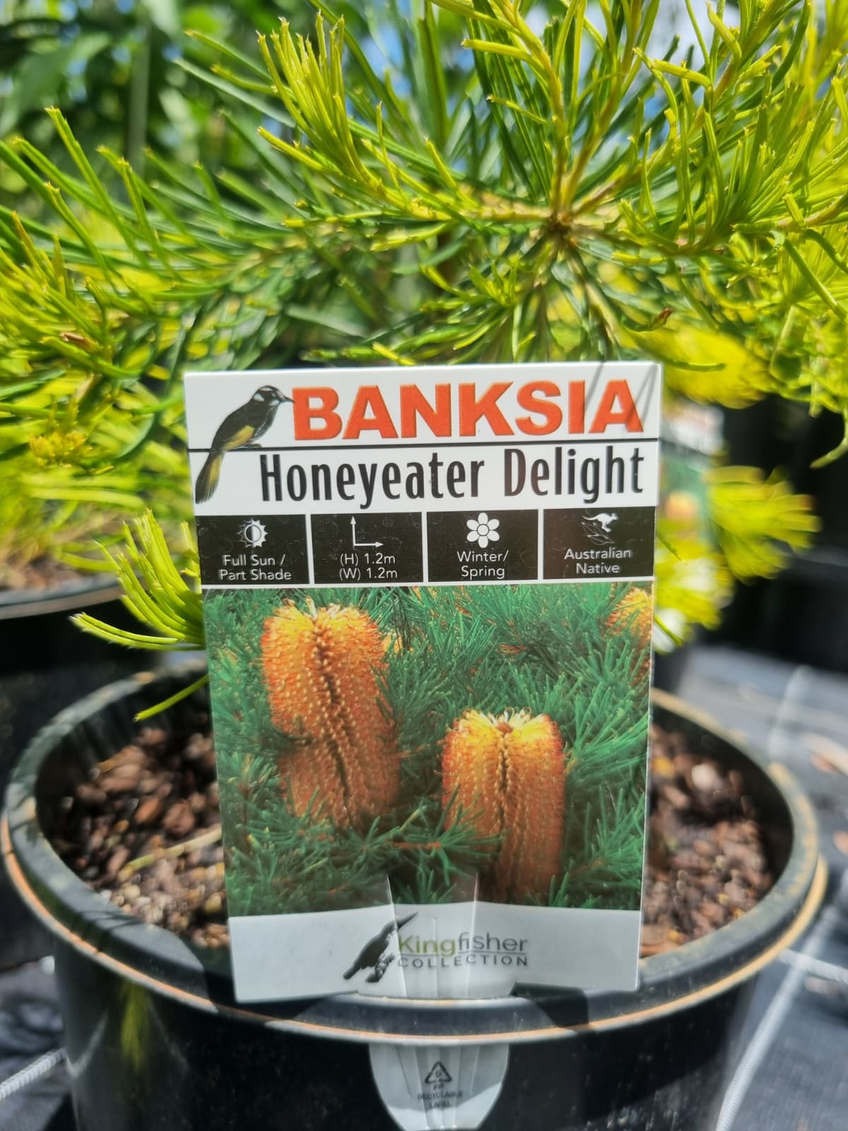 Banksia Honeyeater Delight plant ideal for native garden sunshine coast orange flower