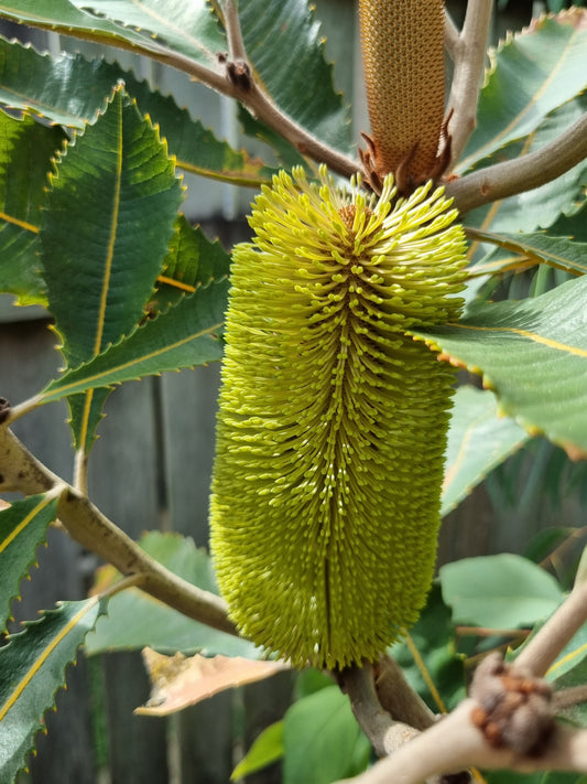 Swamp Banksia - Banksia robur - Delivertree