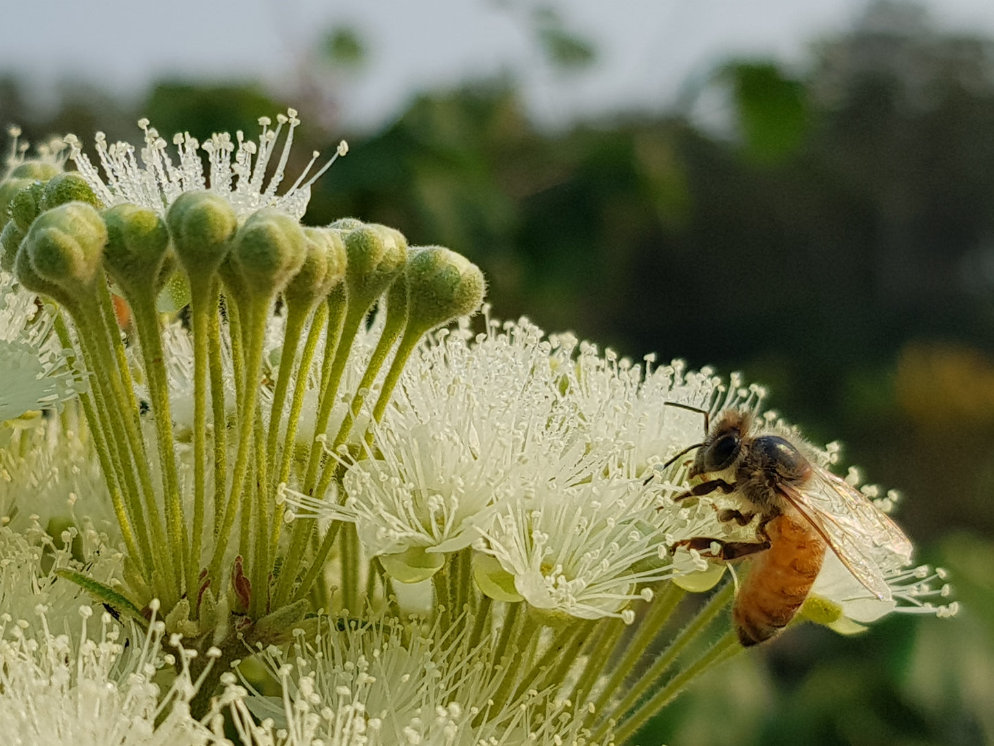 Lemon Myrtle - Backhousia citriodora - Delivertree