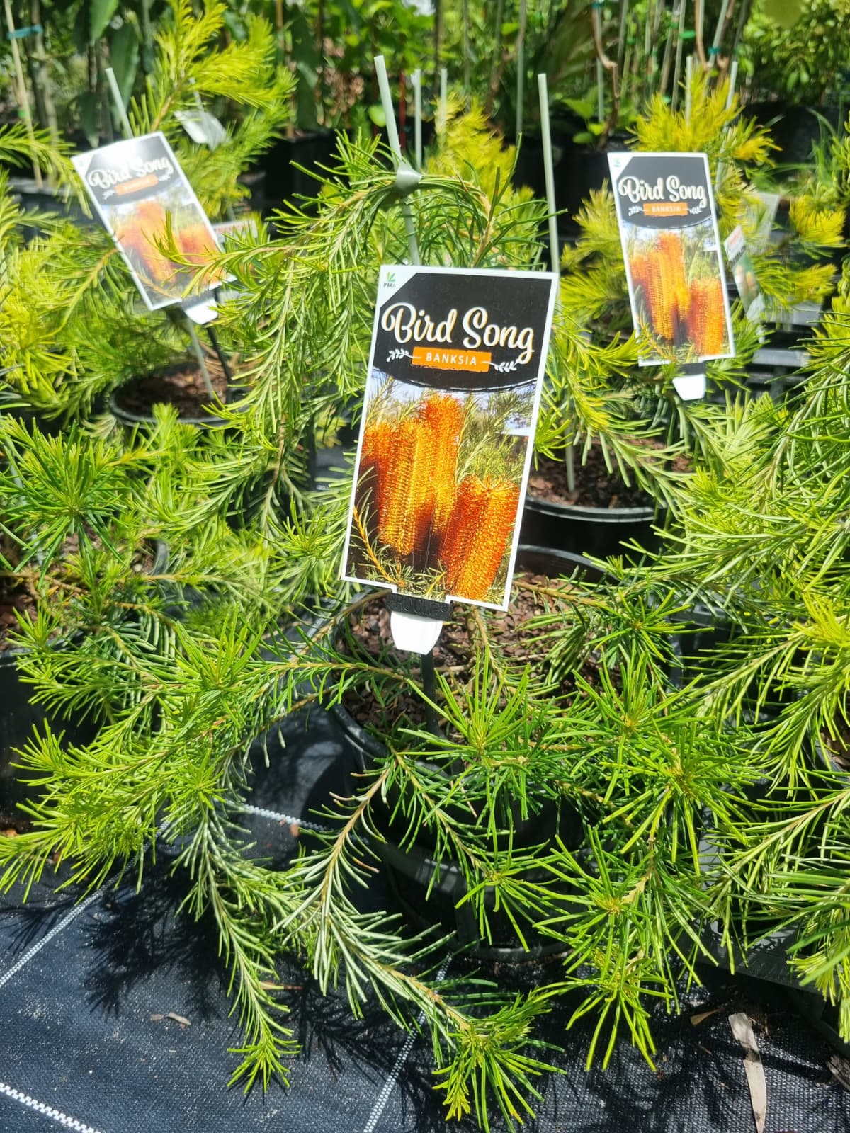 Birdsong Banksia, dwarf bansia bird attracting plant in brisbane native gardens