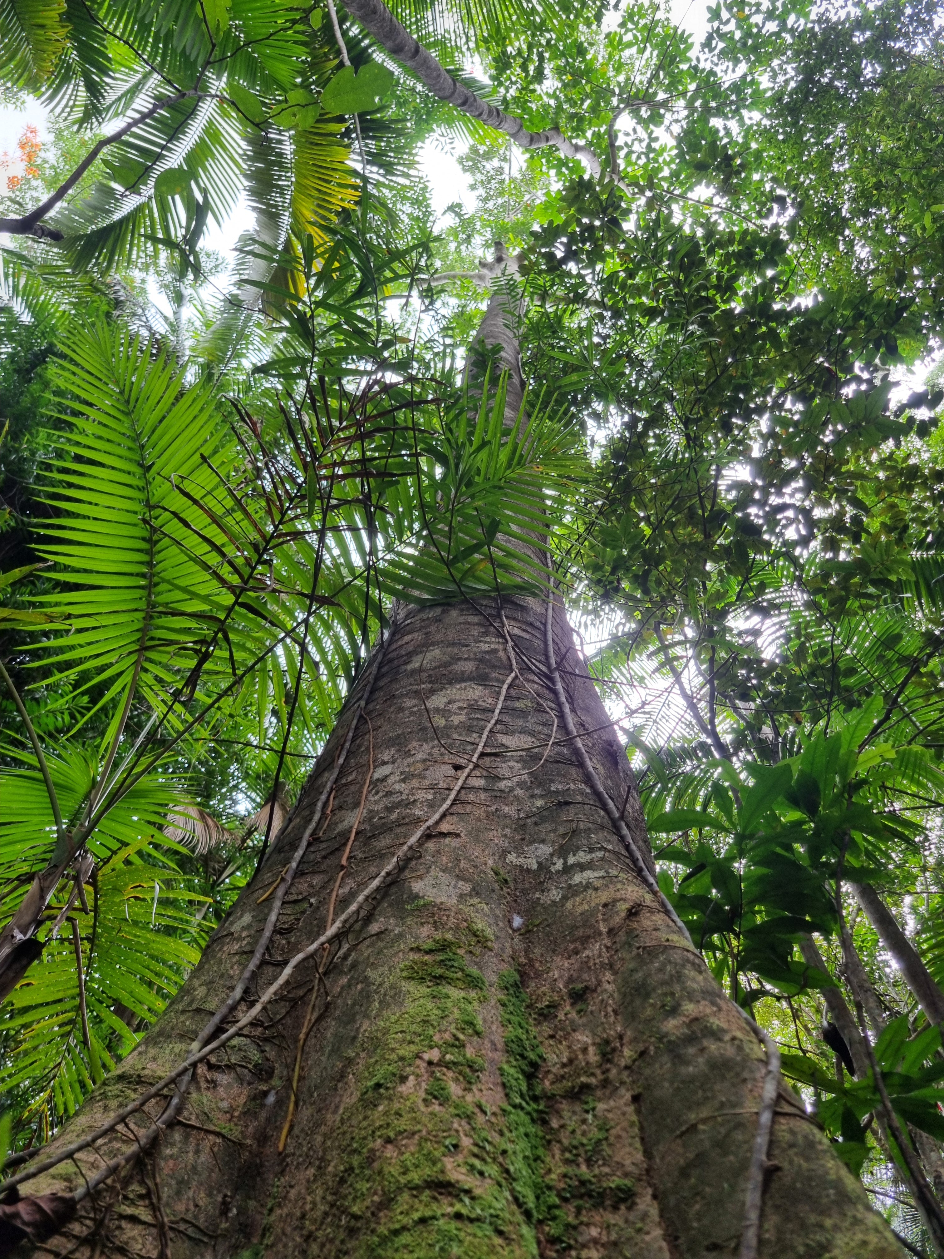 Mature Blue Quandong Tree in Sunshine Coast, Queensland