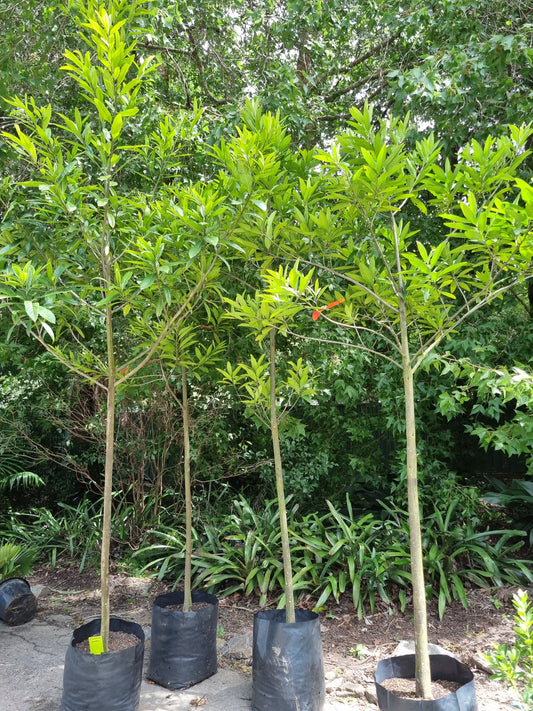 Blue quandong trees 45L - Elaeocarpus grandis