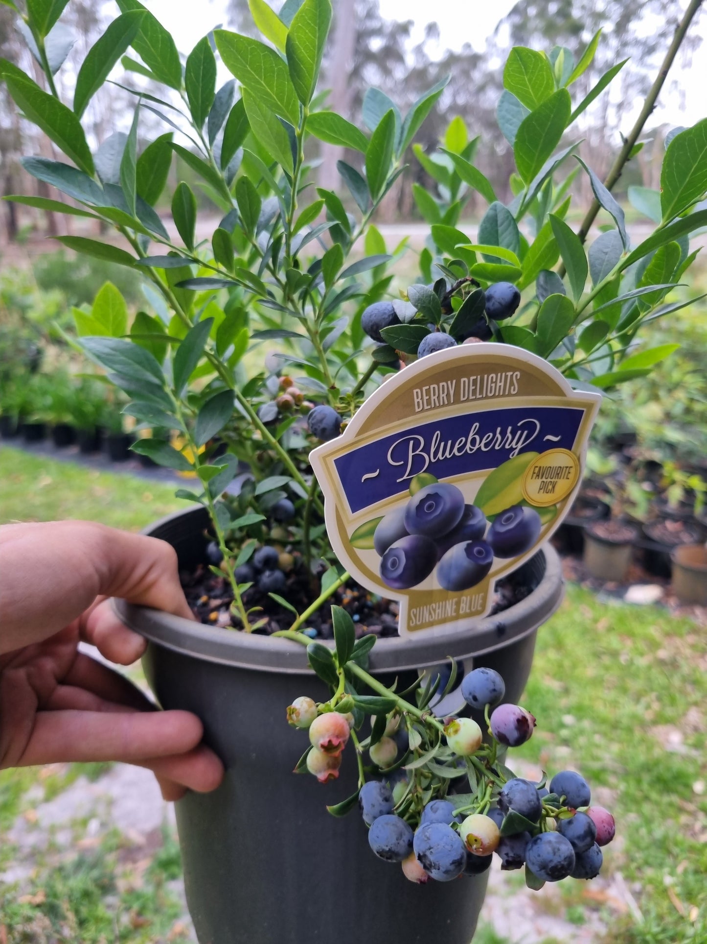 Blueberry Sunshine Blue 200mm pot