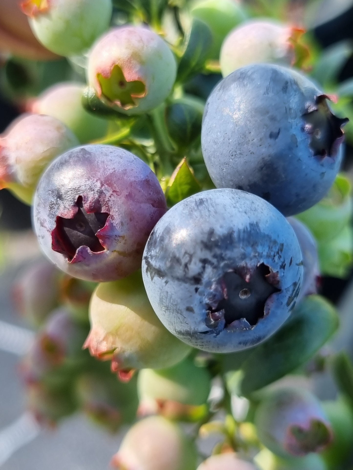 Blueberry Sunshine Blue fruit