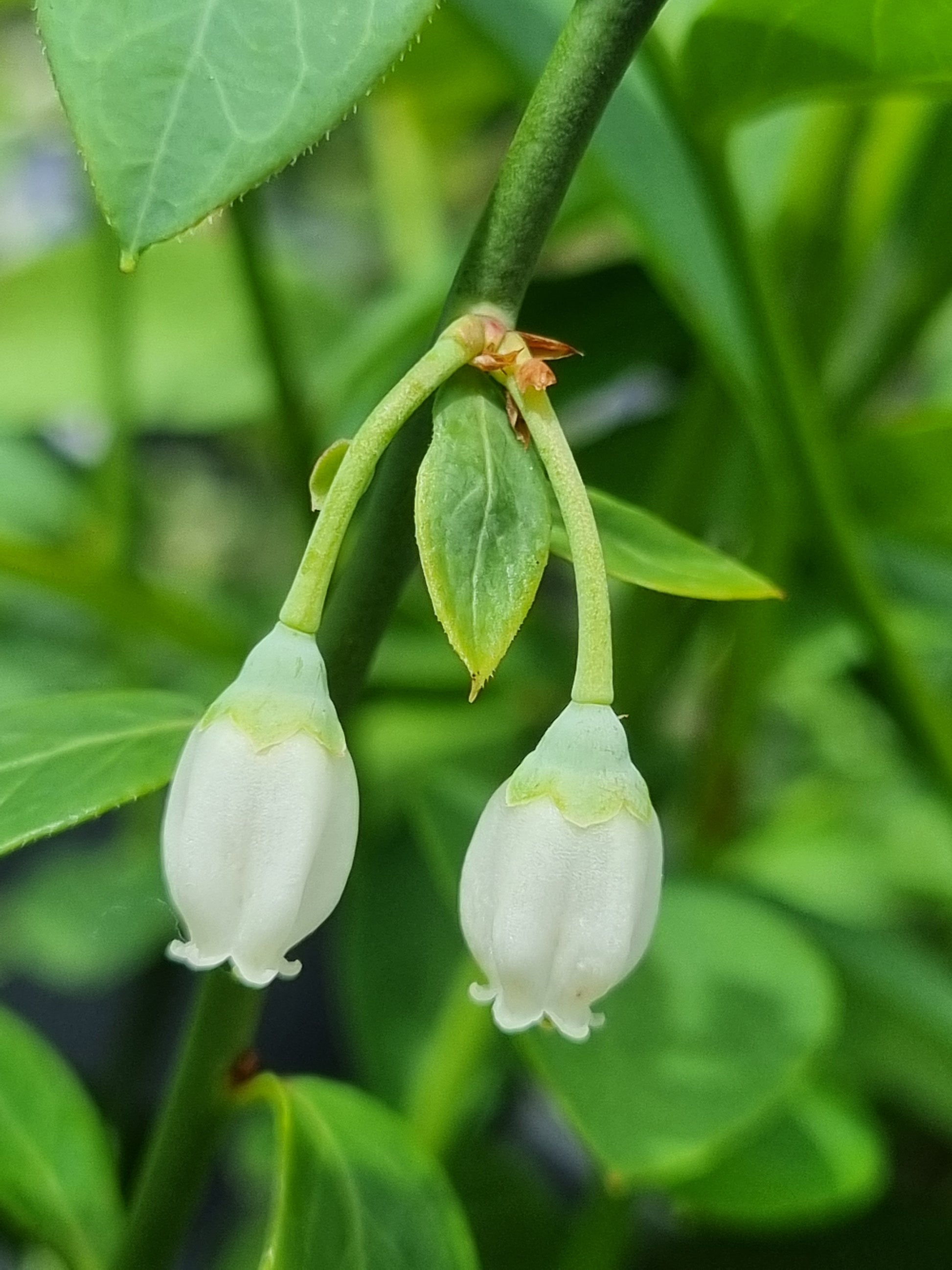 Blueberry Sunshine Blue flower