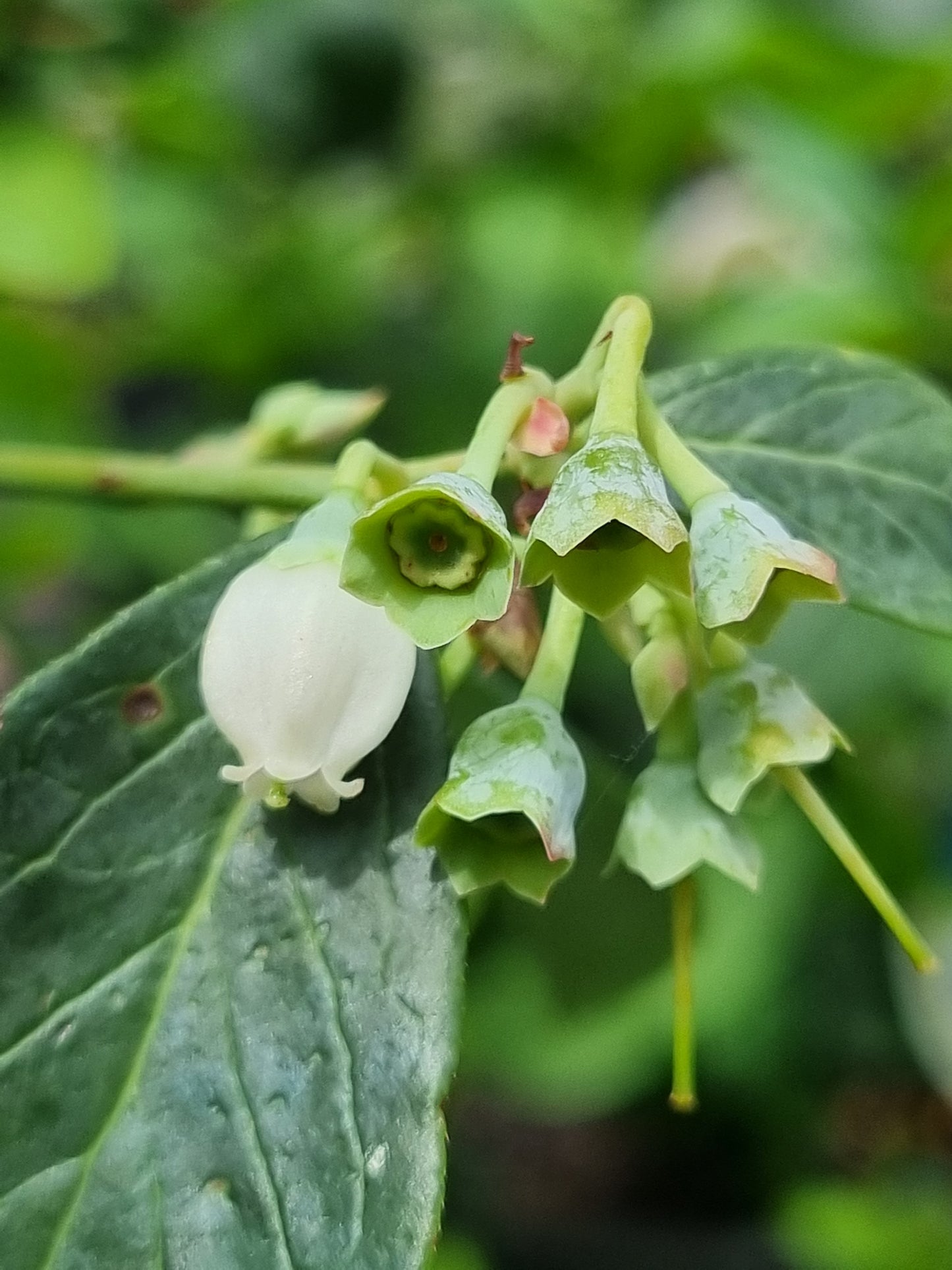 Blueberry Sunshine Blue flower and buds