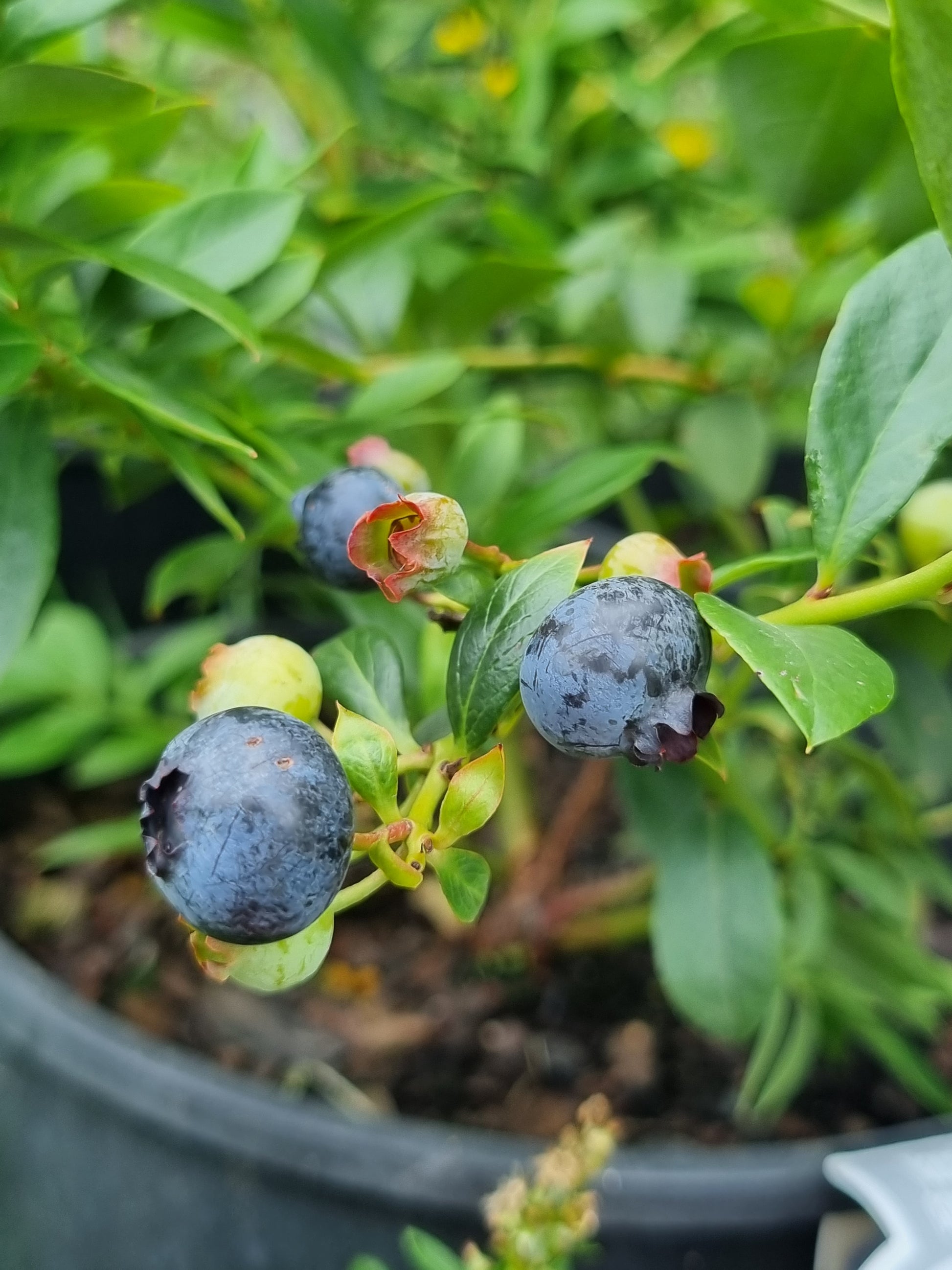 Blueberry 'Powder Blue' – Delivertree