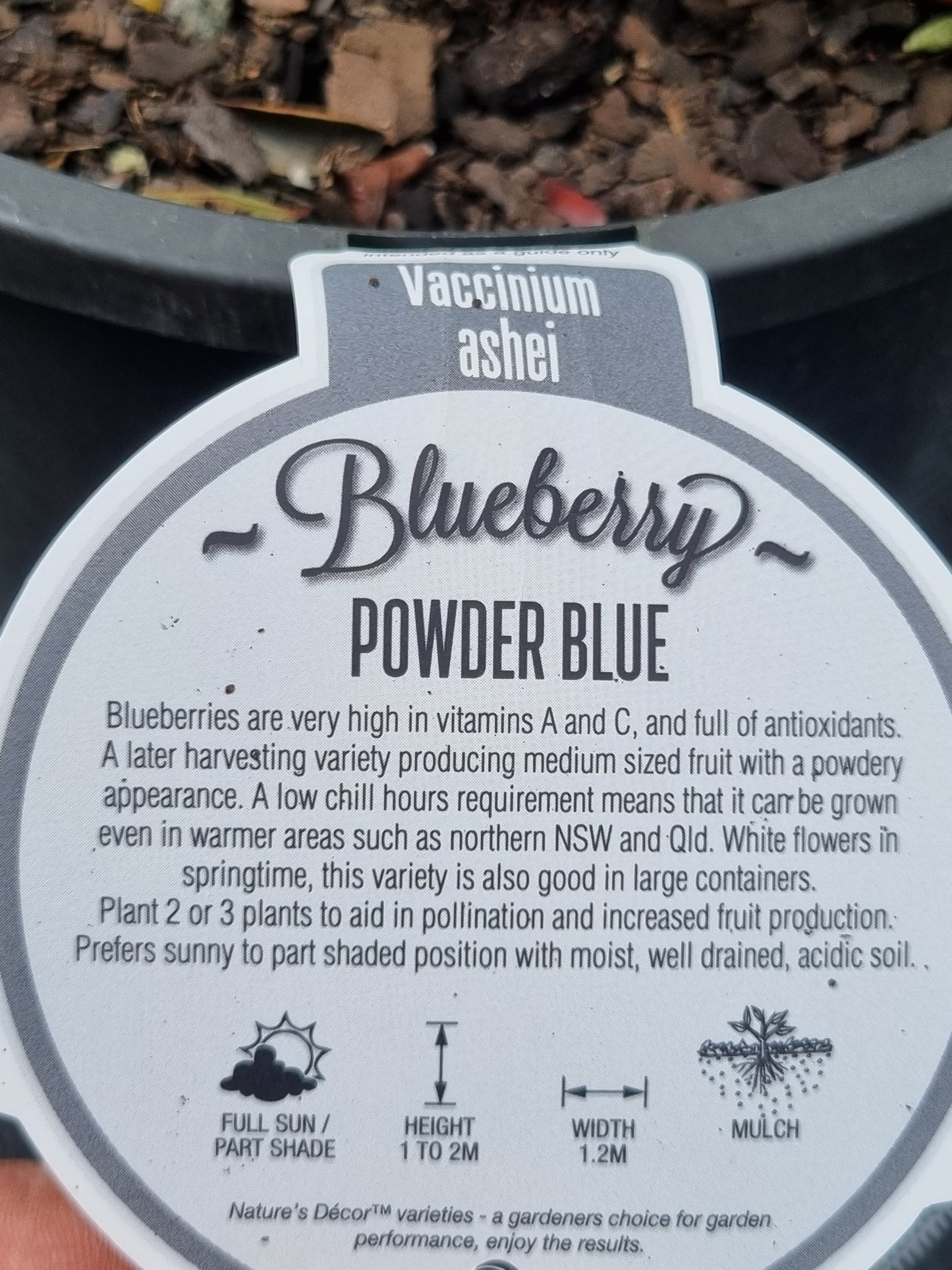 Blueberry Powder Blue tag