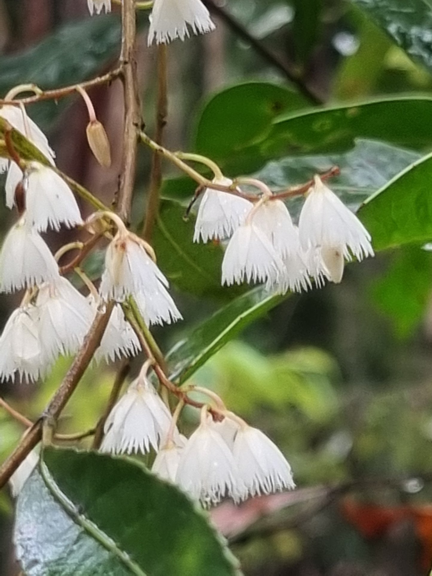 Blueberry Ash Tree - Elaeocarpus reticulatus