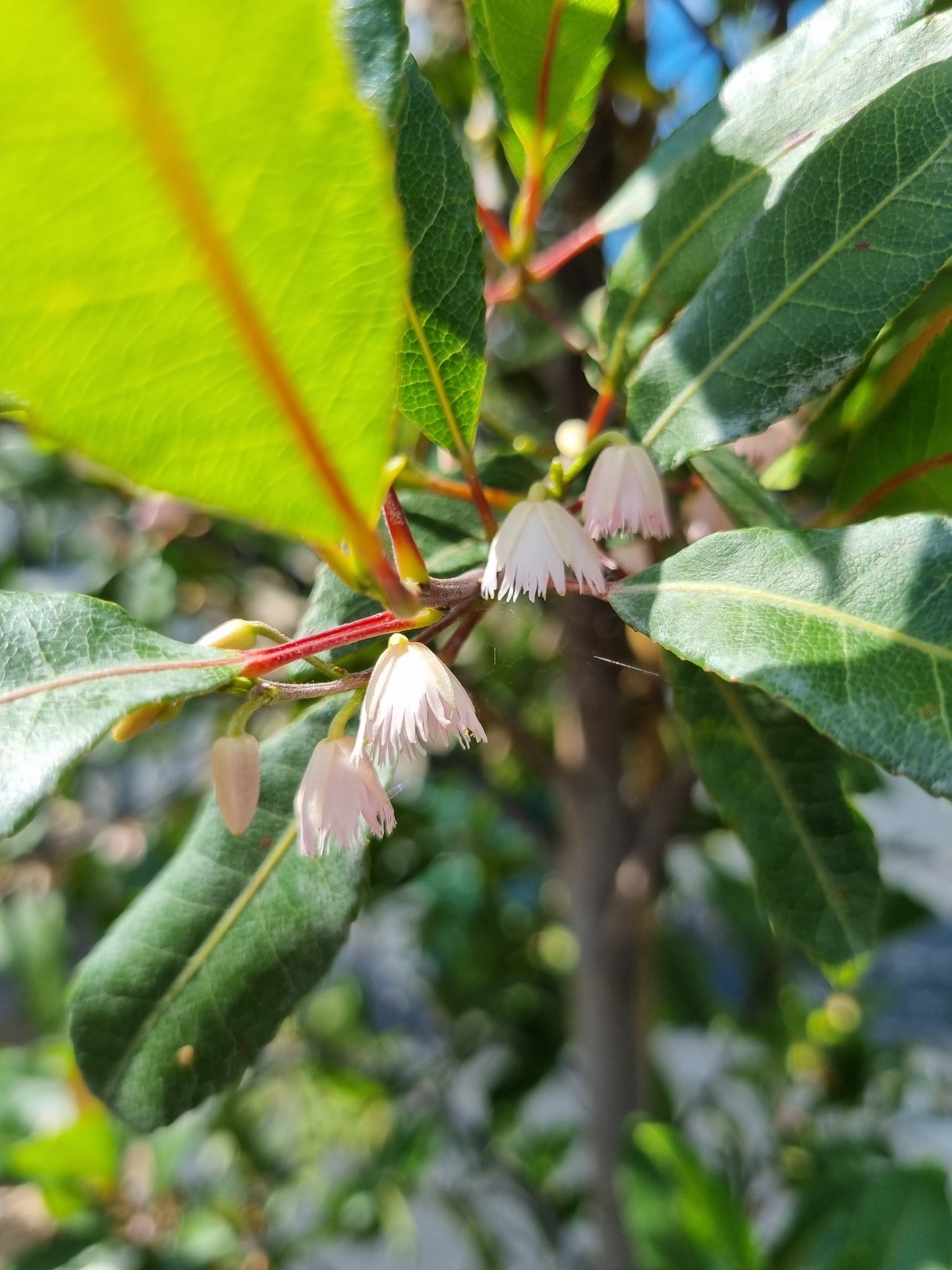 Blueberry ash flowers white Elaeocarpus reticulatus