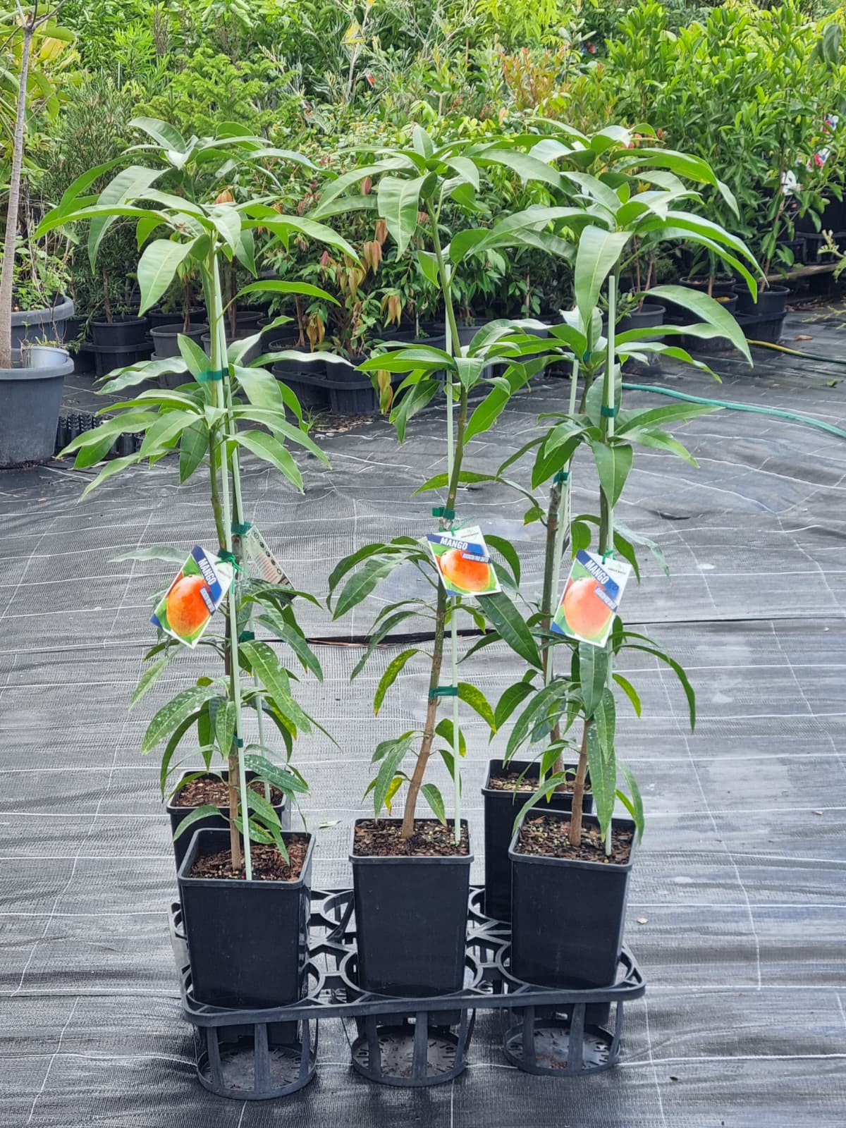 Bowen mango ideal for warm climate like Brisbane or Sunshine Coast, sweet and aromatic fruit during summer time