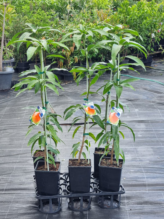 Bowen mango ideal for warm climate like Brisbane or Sunshine Coast, sweet and aromatic fruit during summer time