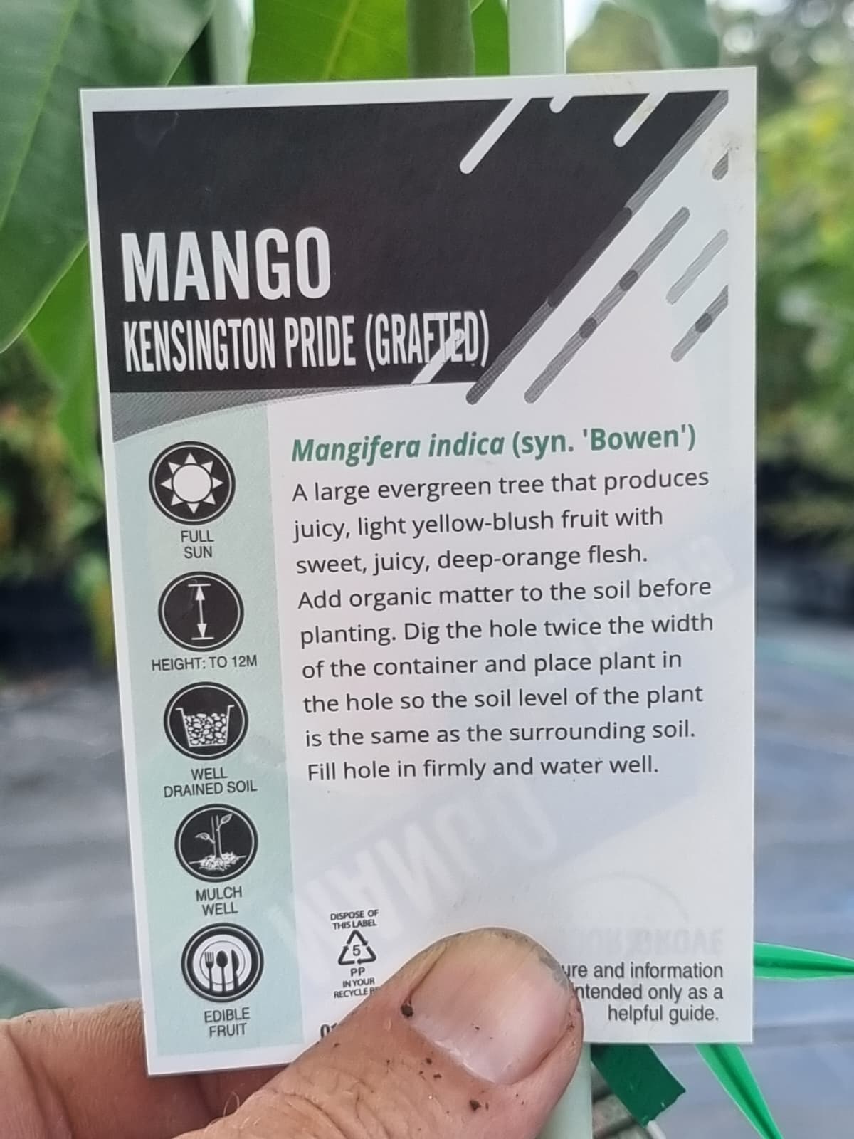 Bowen mango, produces juicy, light yellow-blush fruit with sweet, juicy, deep orange flesh.