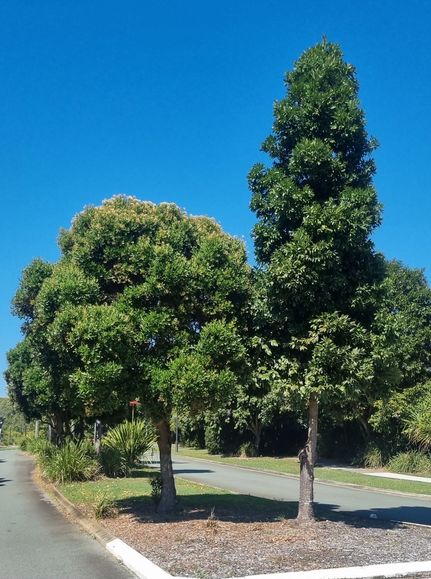 Kauri Pine and Broad leaved Lilly pilly street trees