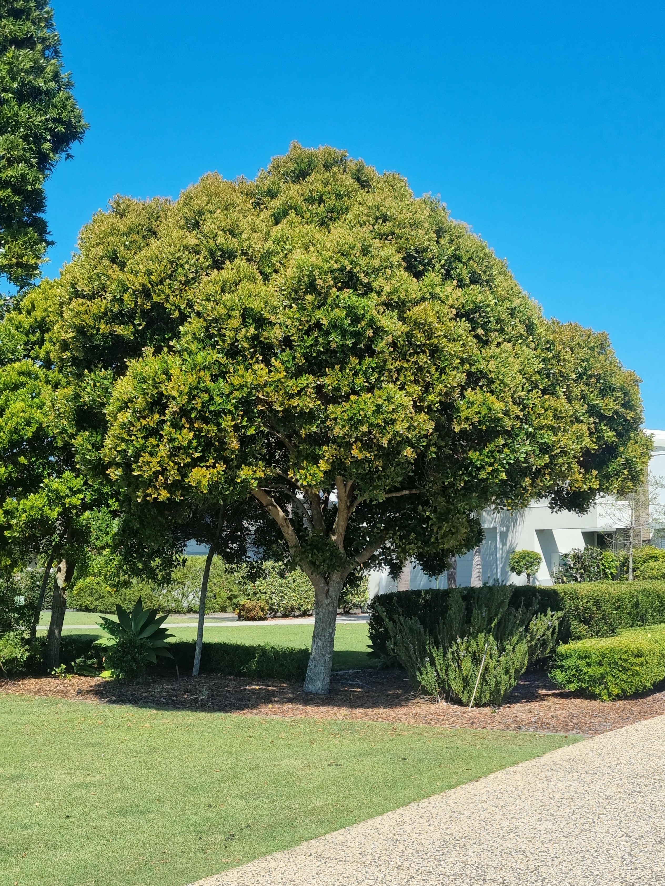 Advanced Trees For Sale – Delivertree