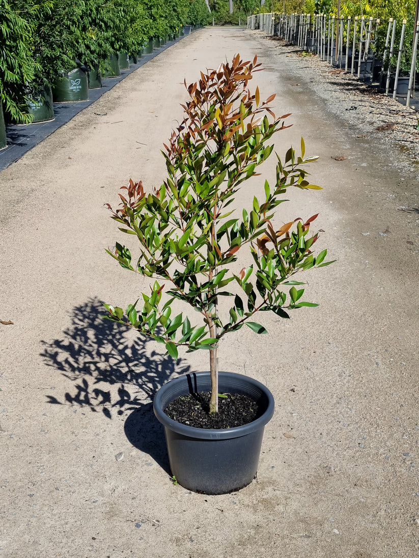 Broad-leaved Lilly Pilly - Acmena hemilampra – Delivertree