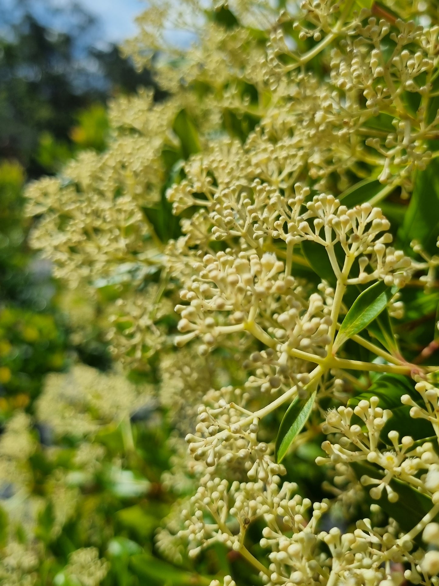 Broad leavedlilly pilly flower buds Acmena hemilamphra