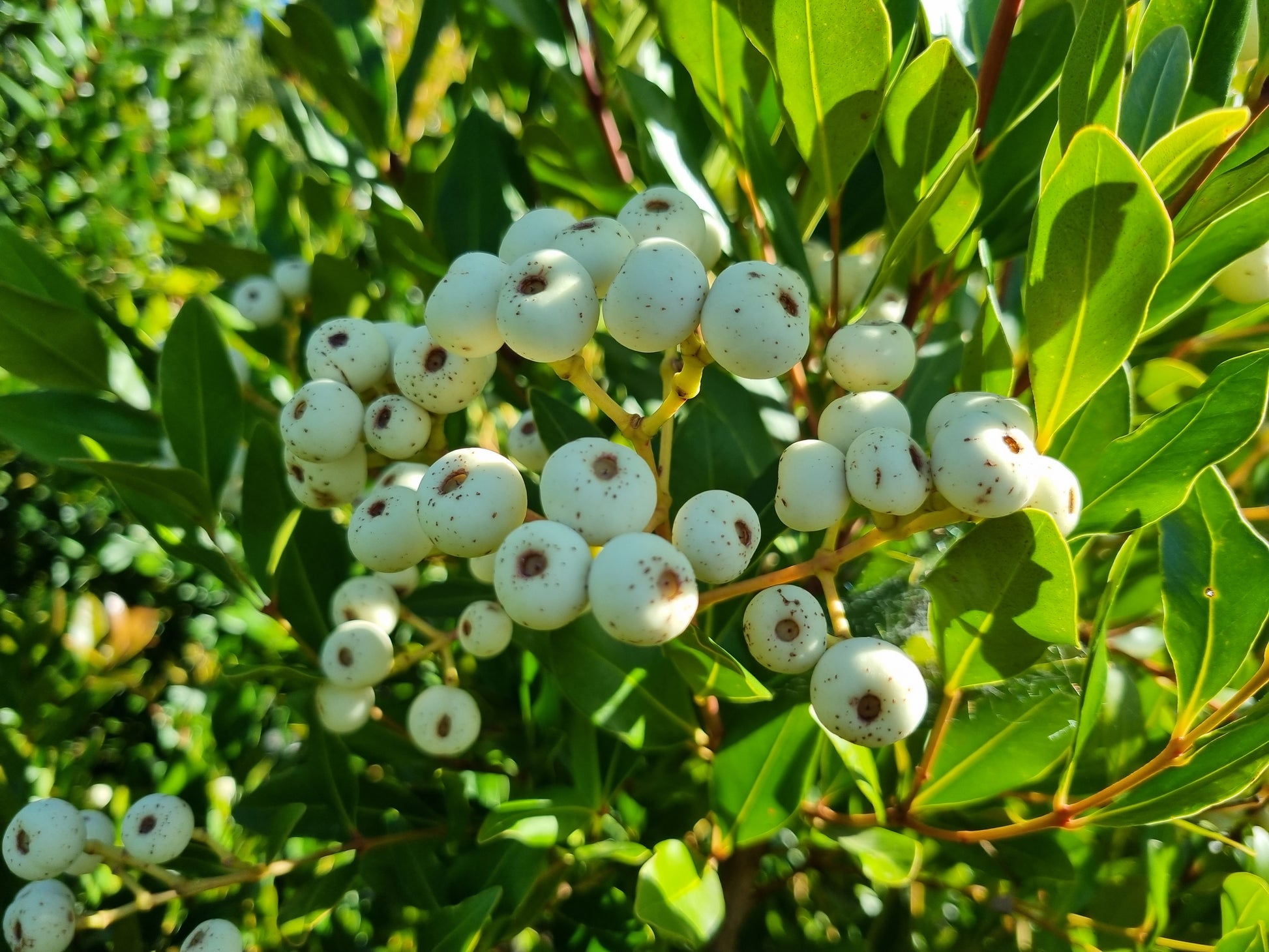 Broad leaved lilly pilly fruit 3