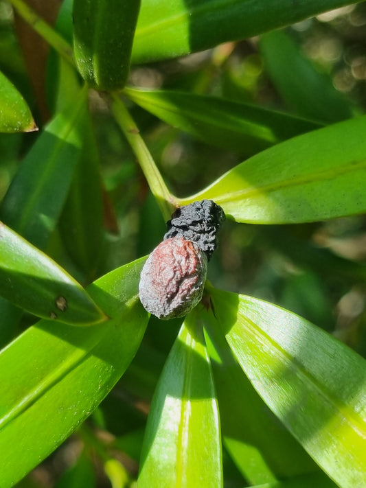 Brown Plum Pine fruit - Podocarpus elatus